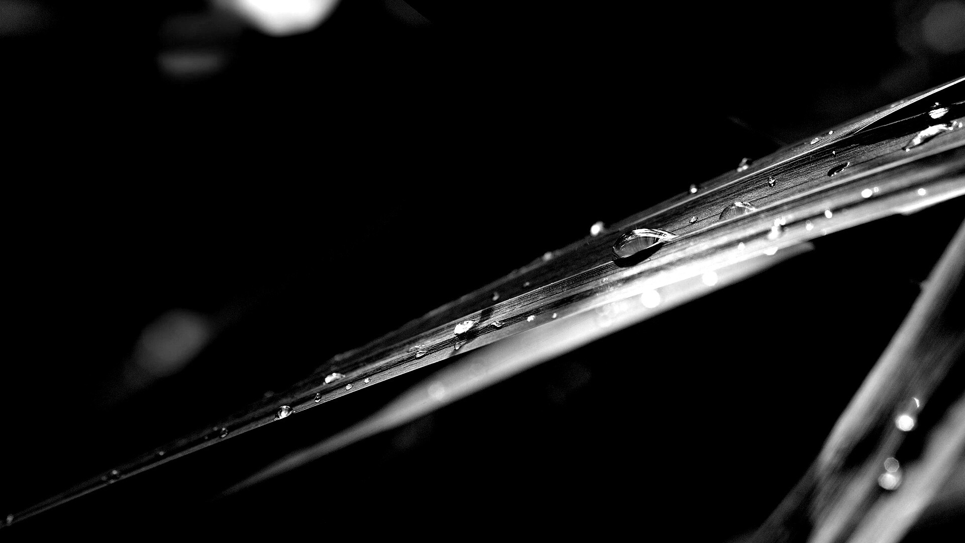 Капли росы на листе обои