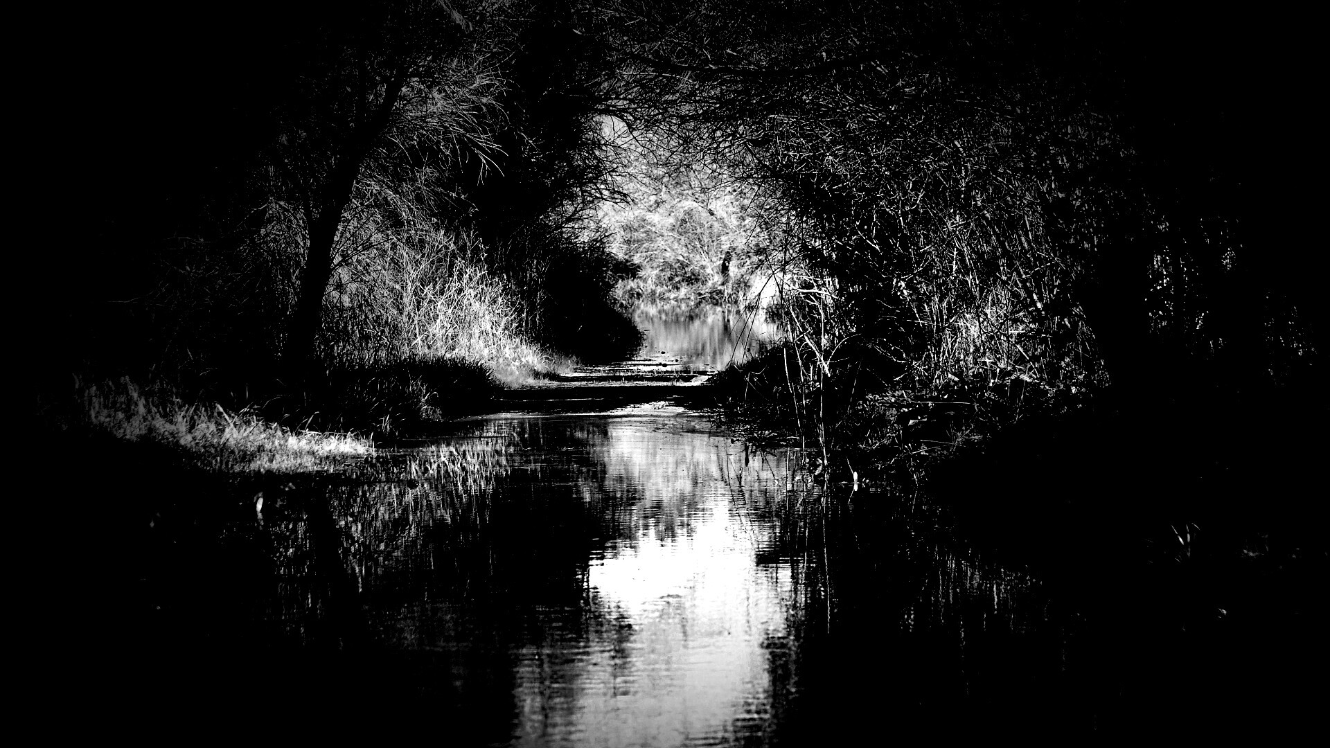 Лесная заросшая река обои