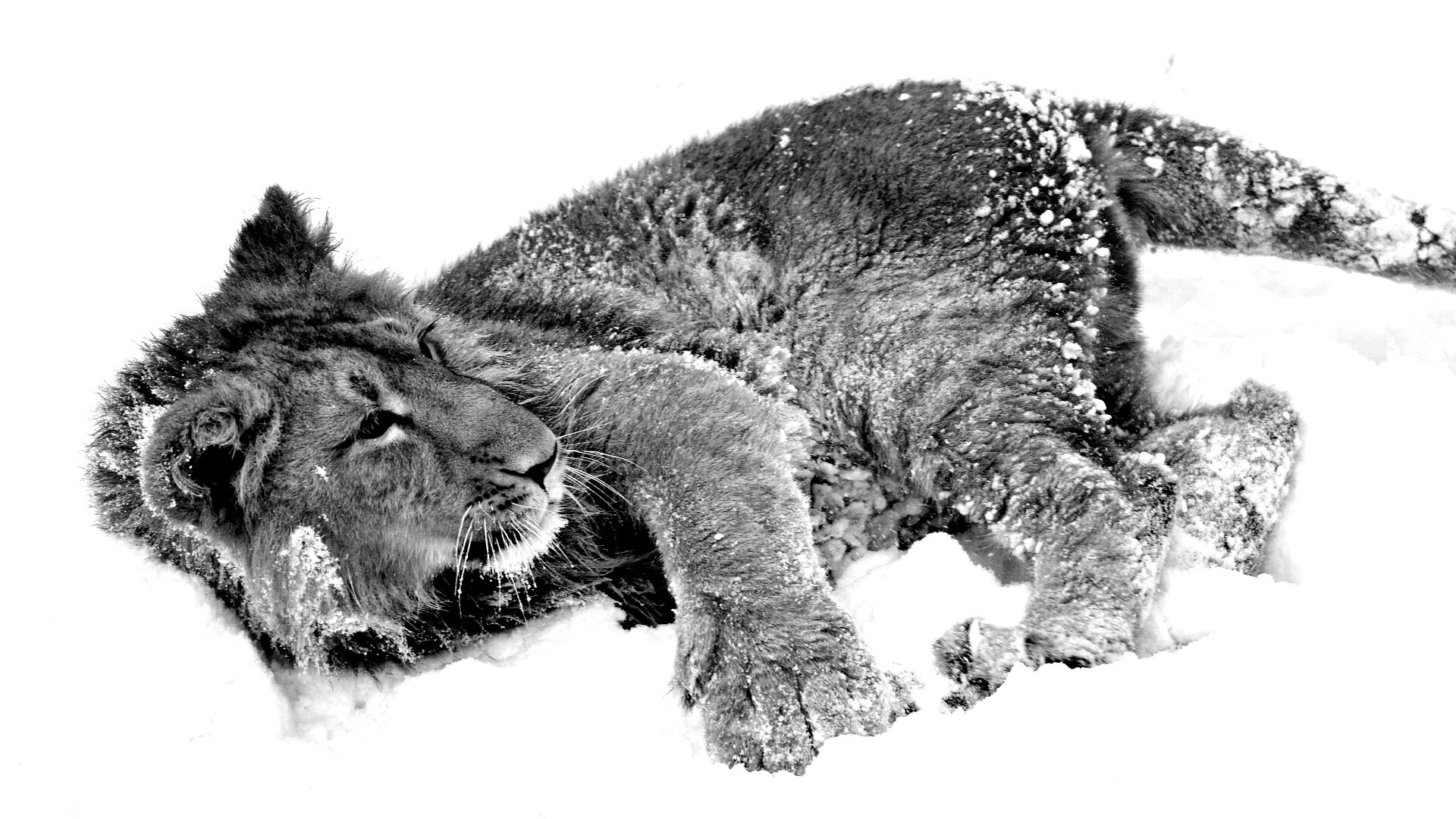 Львёнок в снегу обои