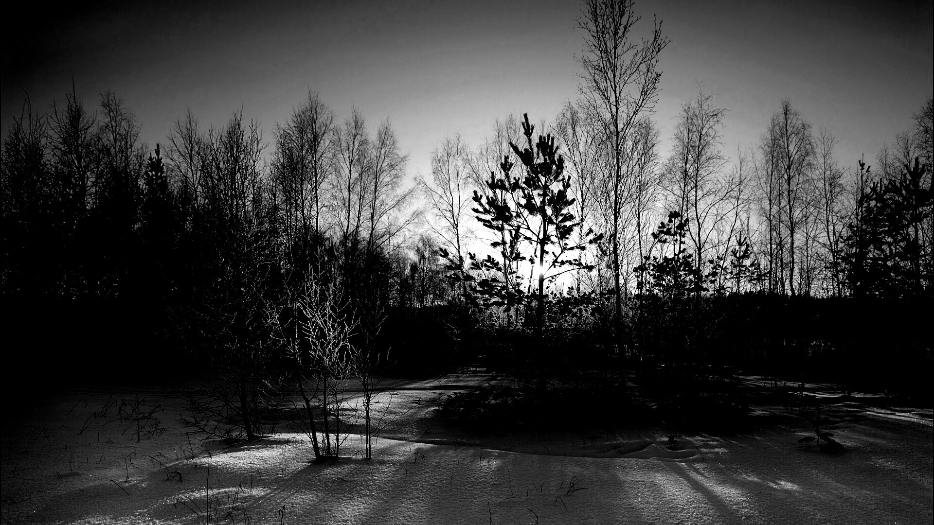 Зимний лес обои