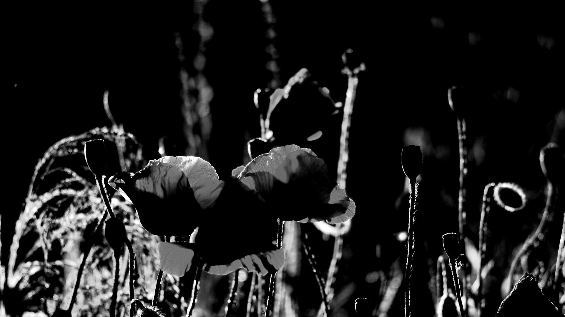 Макро фото мака обои