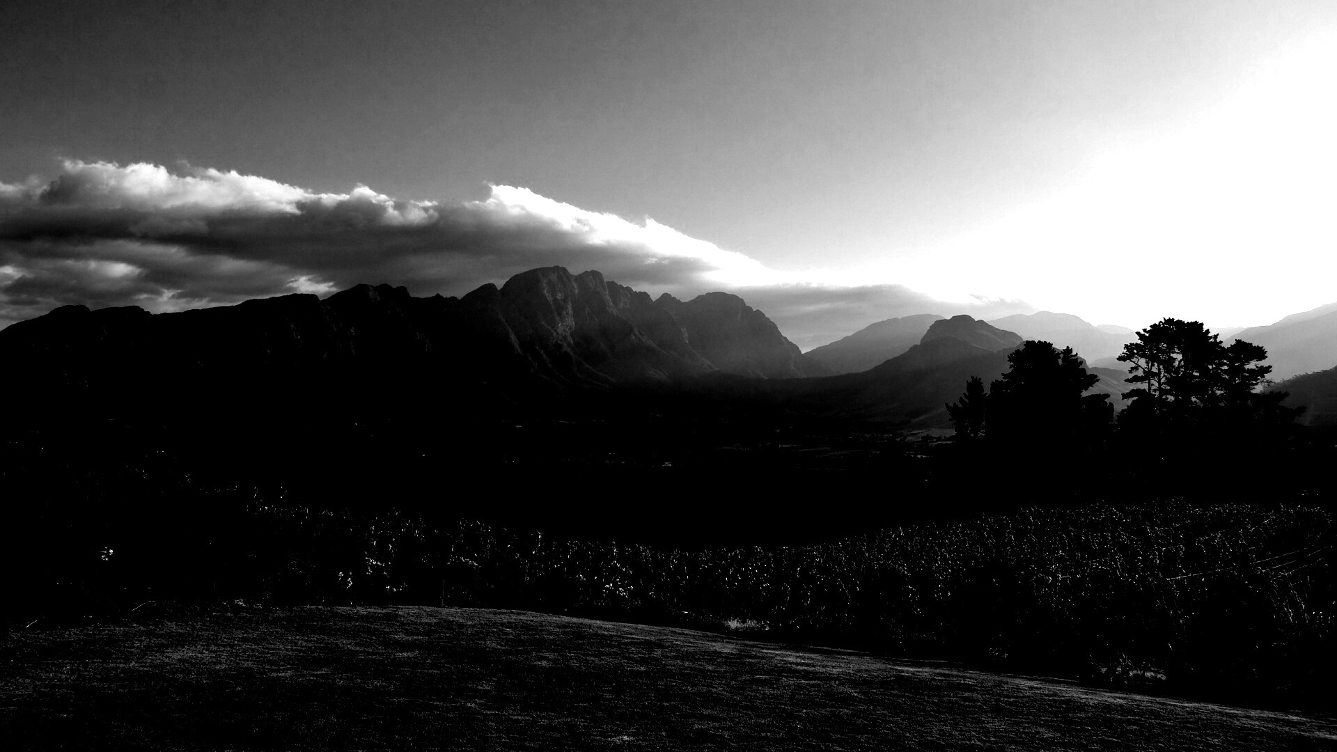 Виноградники в Африке обои