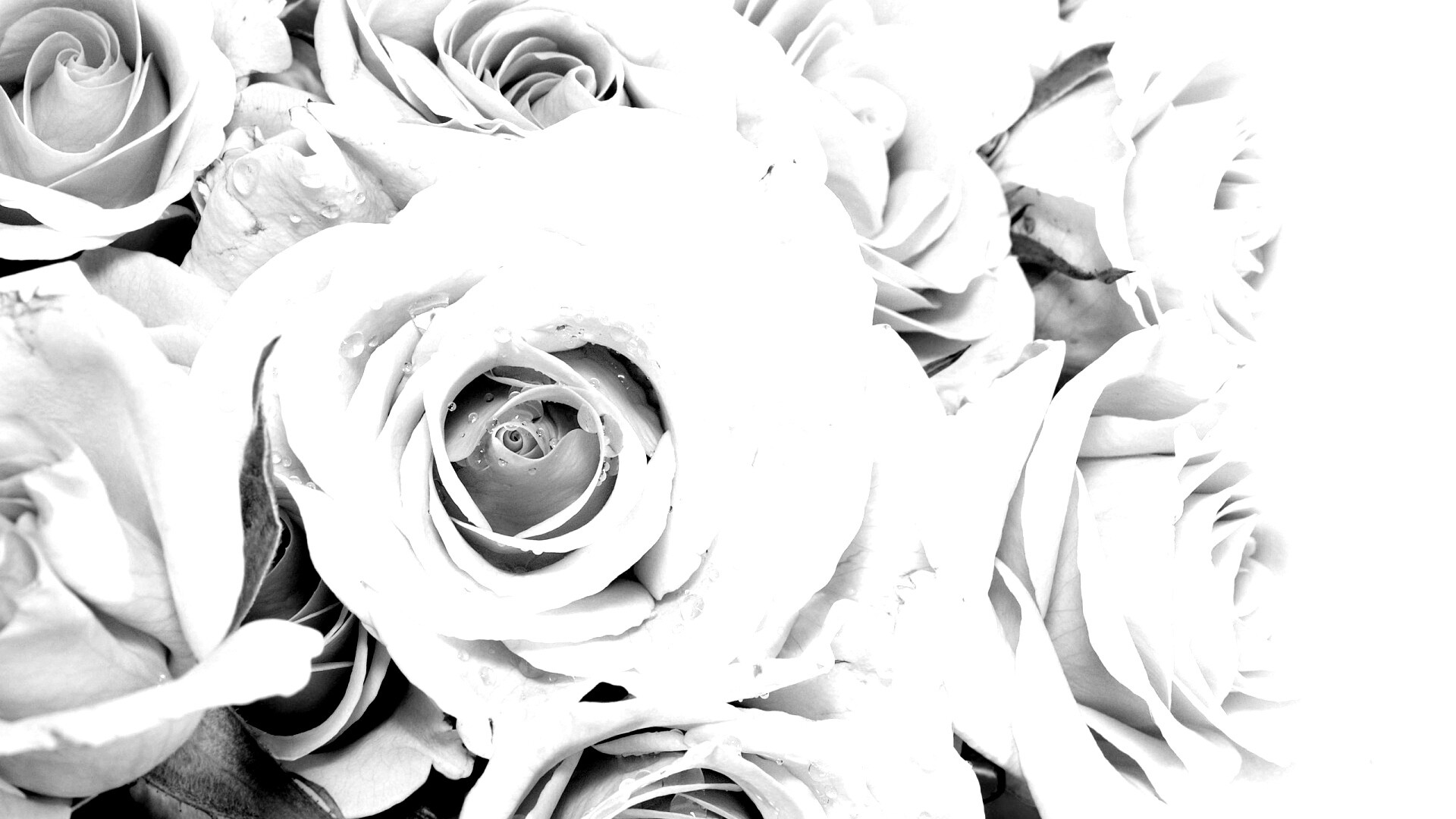 Букет розовых роз обои