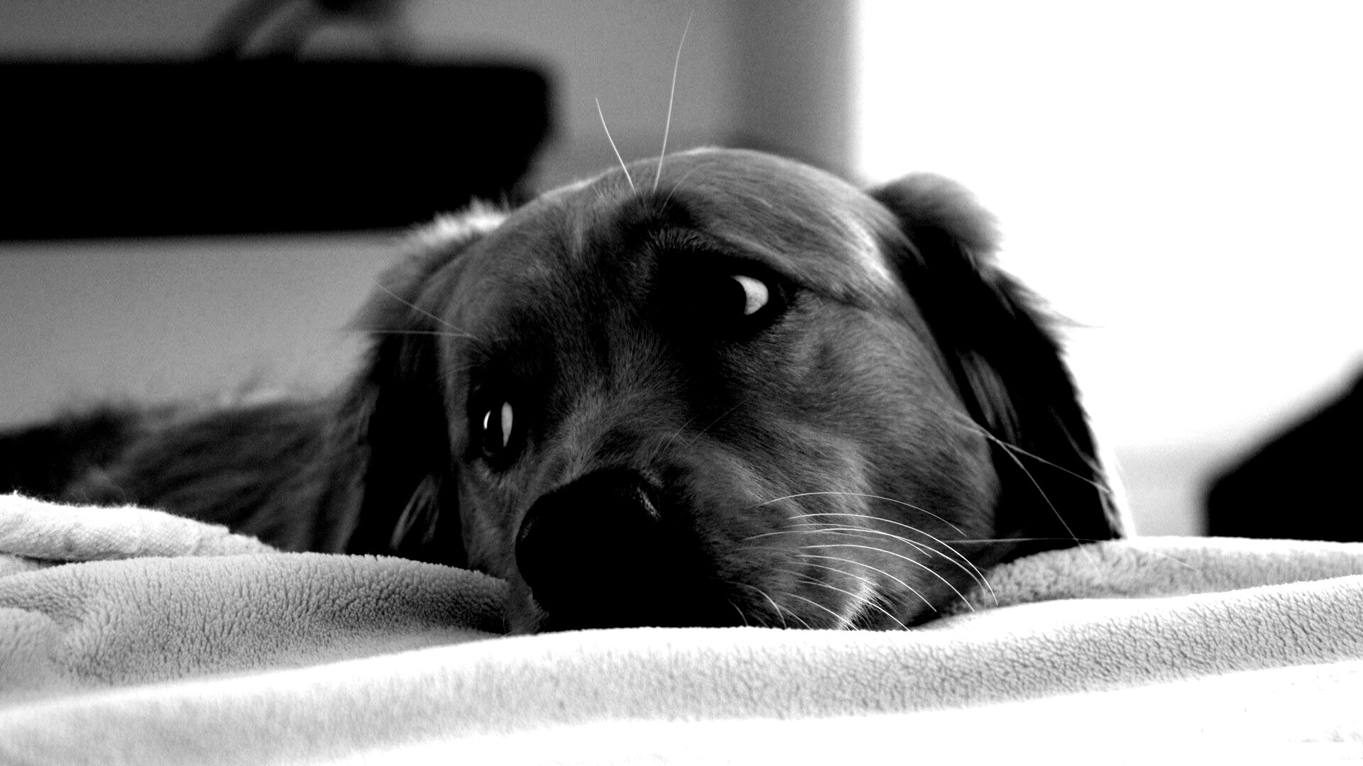 Лабрадор-ретривер обои