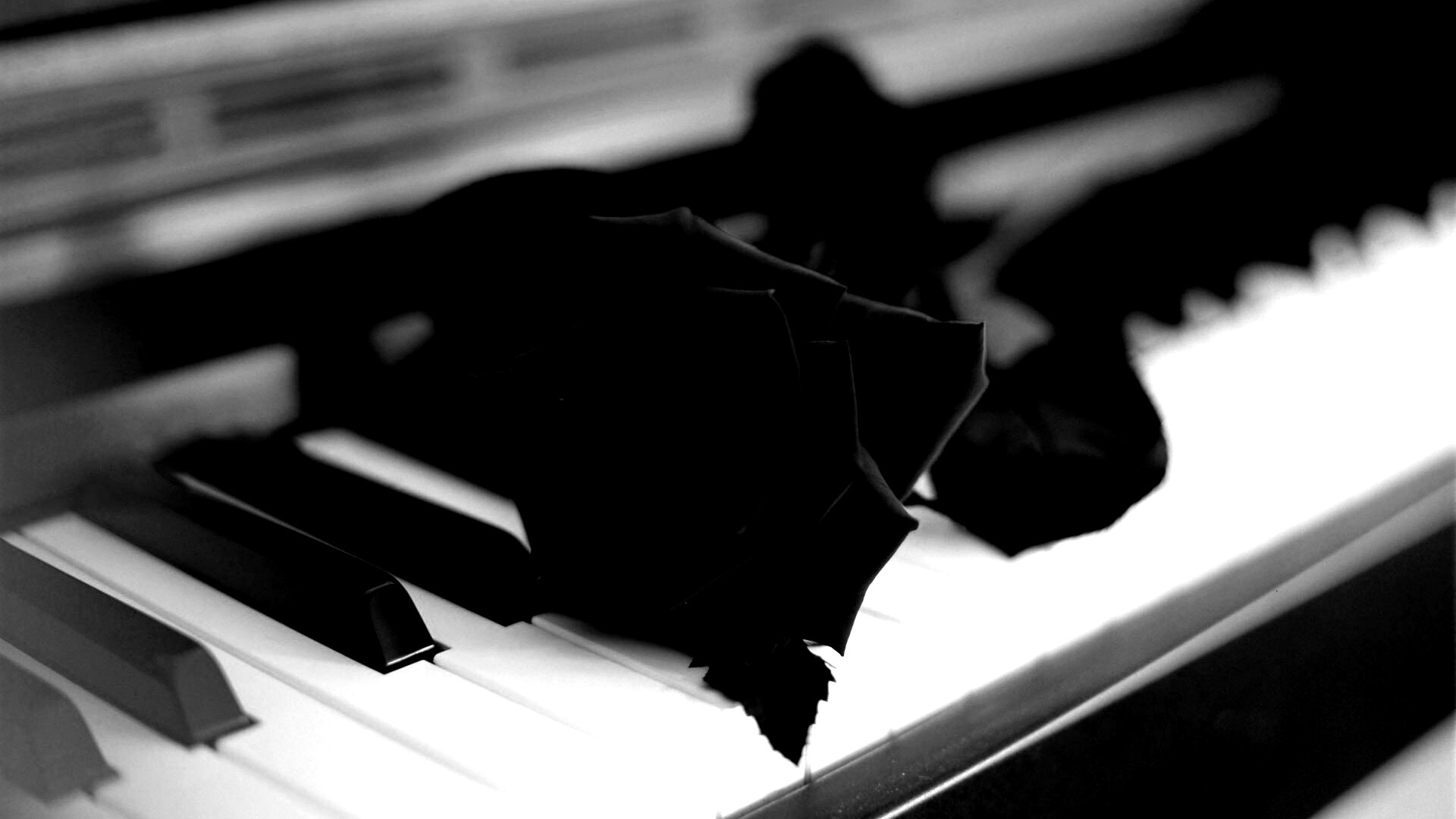 Роза на клавишах пианино обои