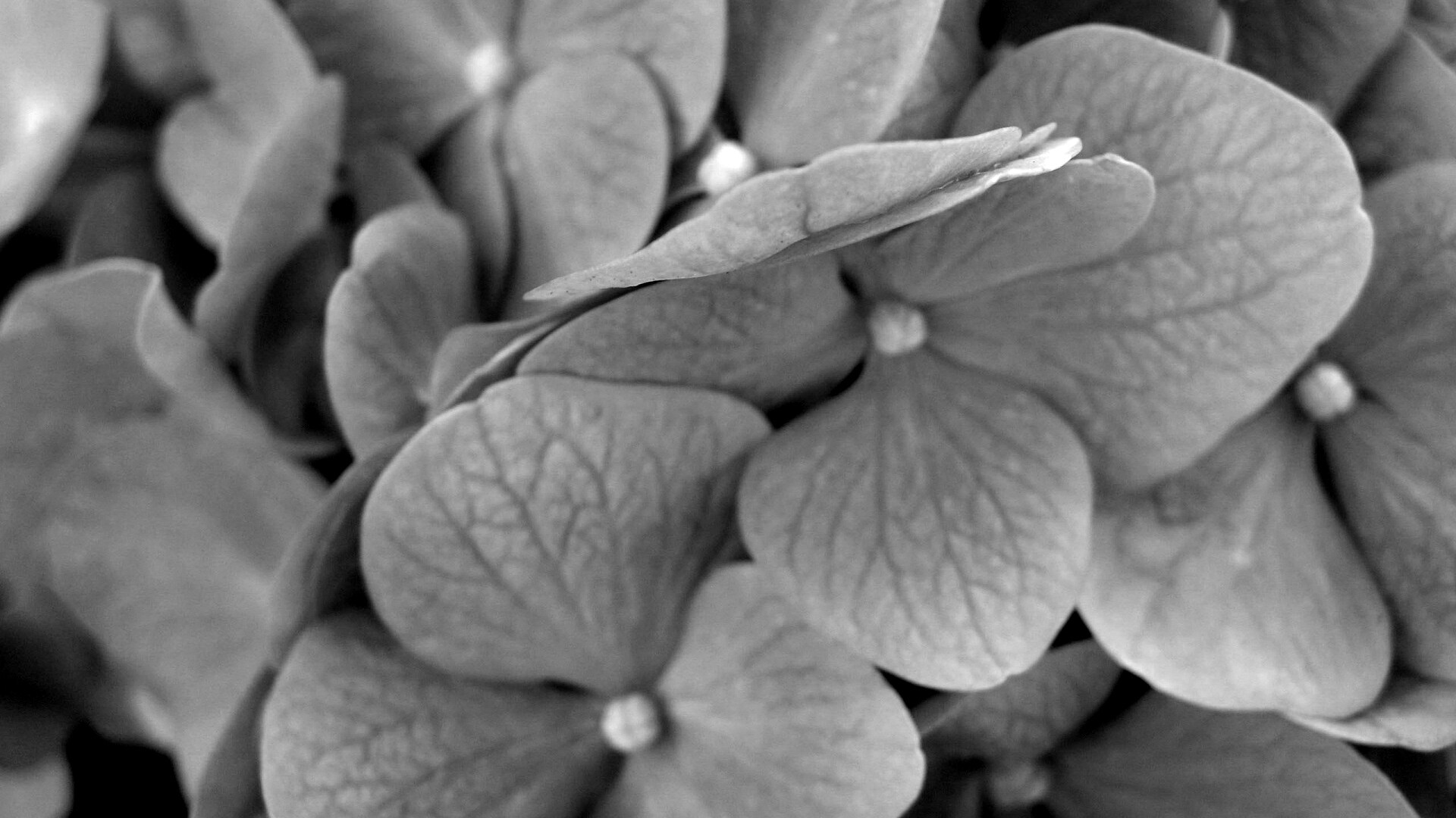 Фиолетовые нежные цветы обои