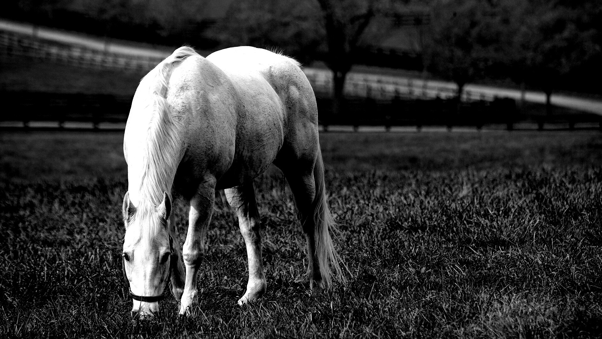 Красивая белая лошадь обои