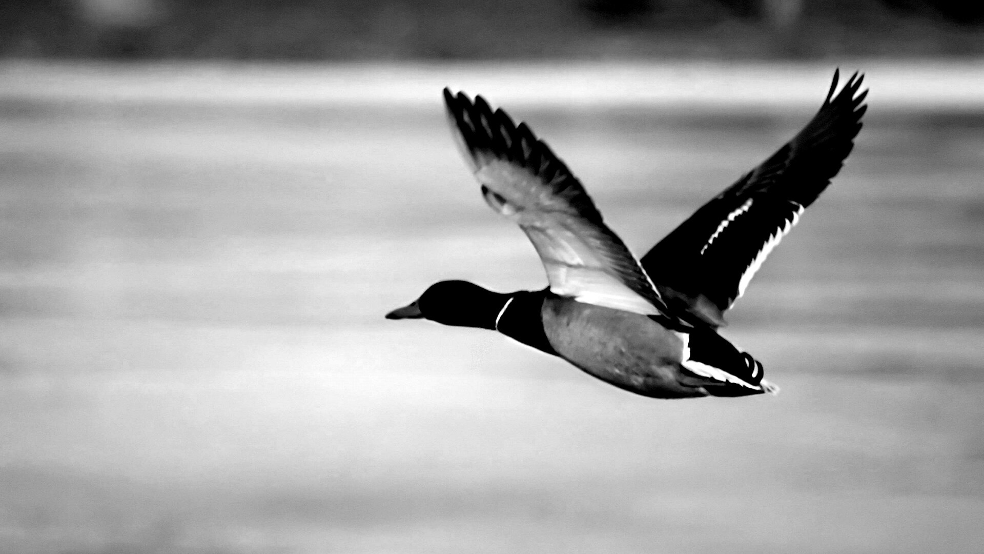 Полёт утки обои