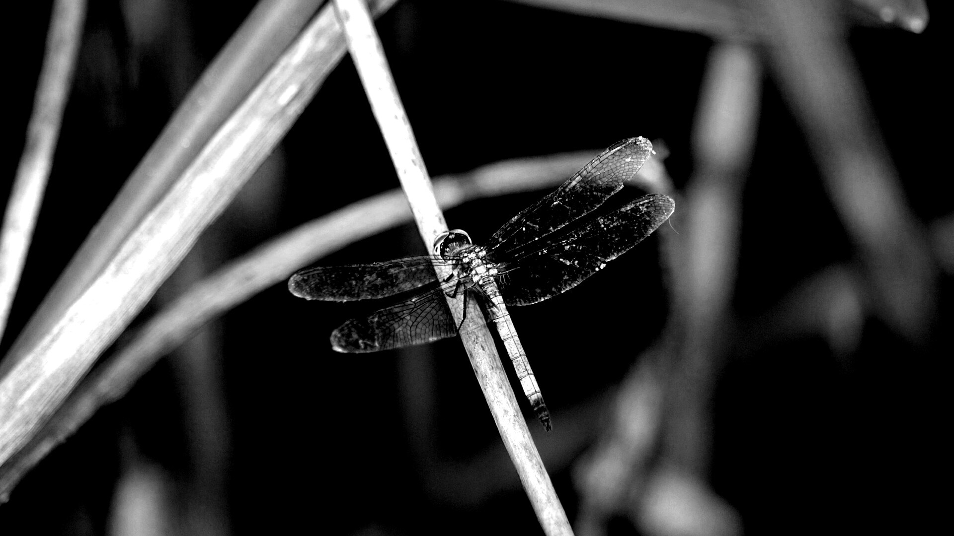 Стрекоза на тарвинке обои