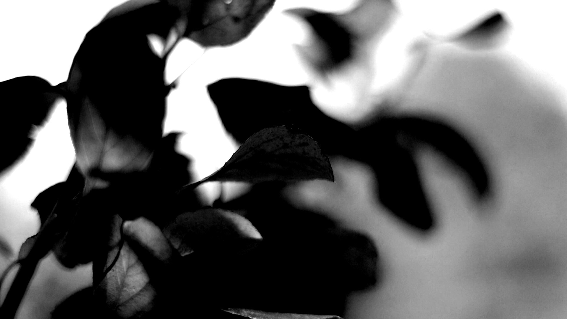 Увядающие листья обои