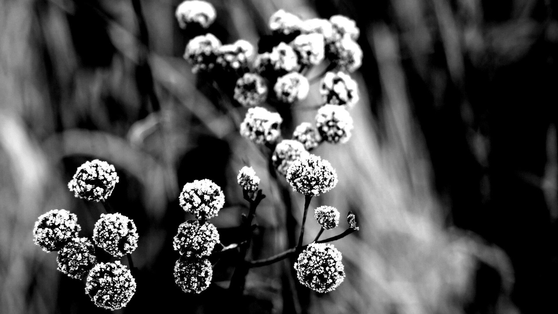 Ледяные цветы обои