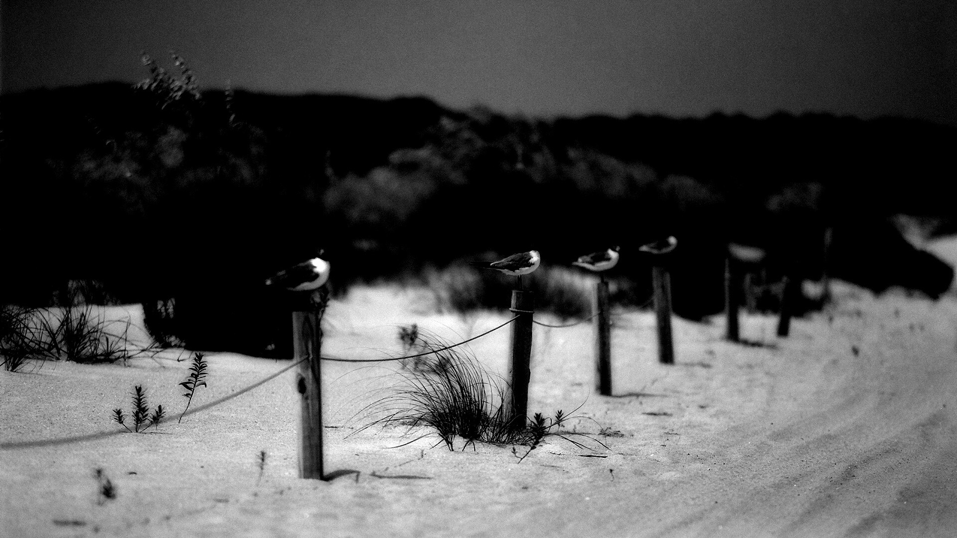 Птички на столбиках обои