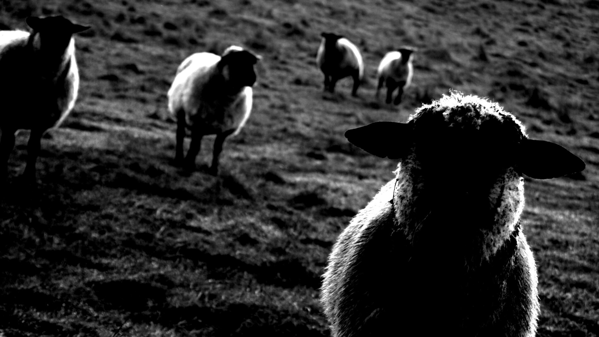 Овцы на пастбище обои