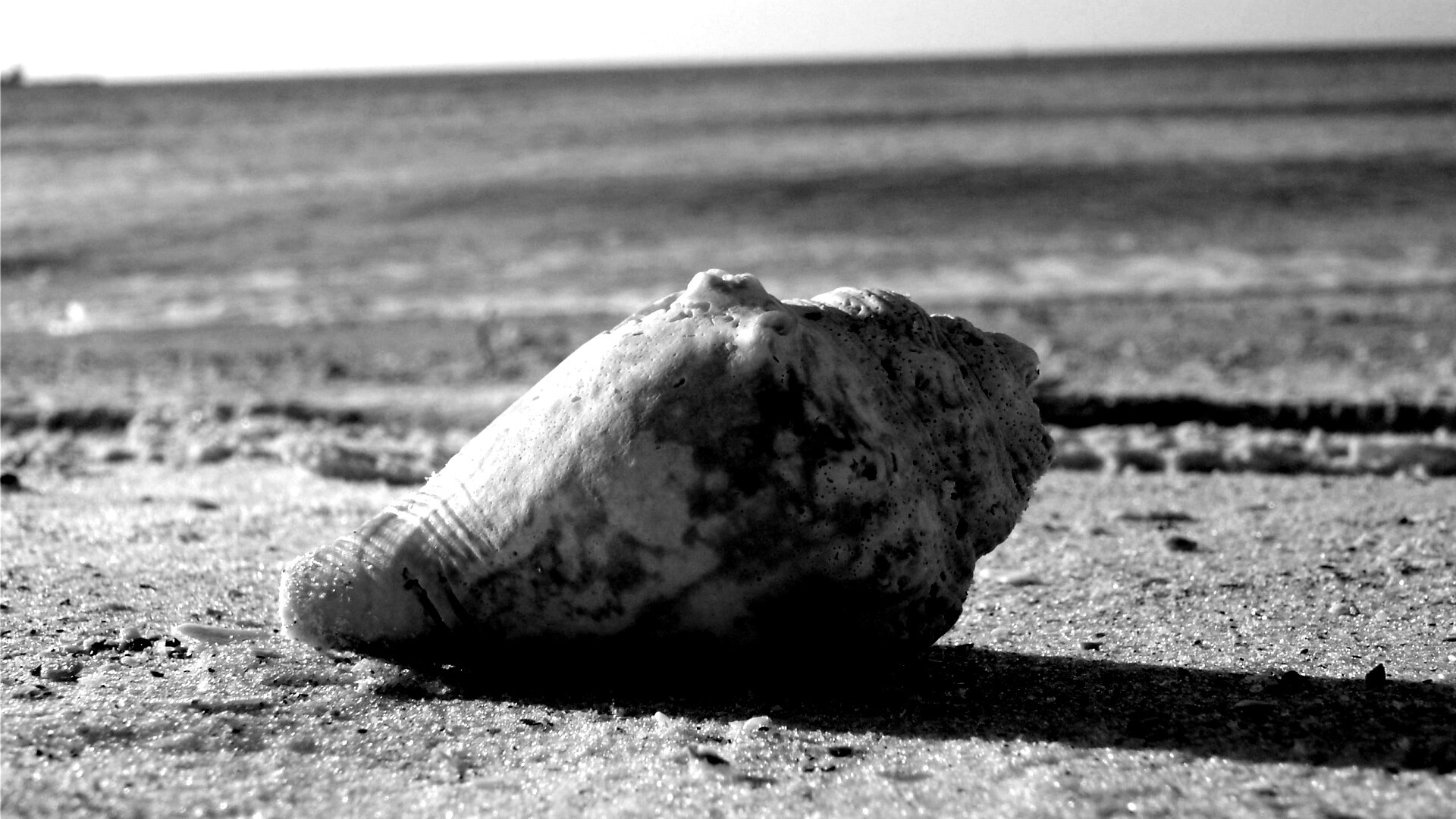 Морская раковина на пляже обои