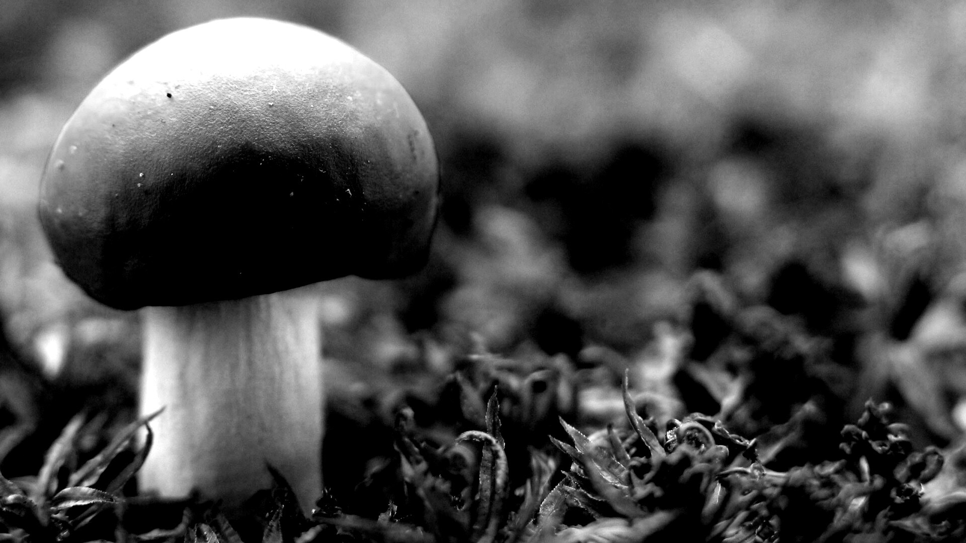 Грибок с красной шапкой обои