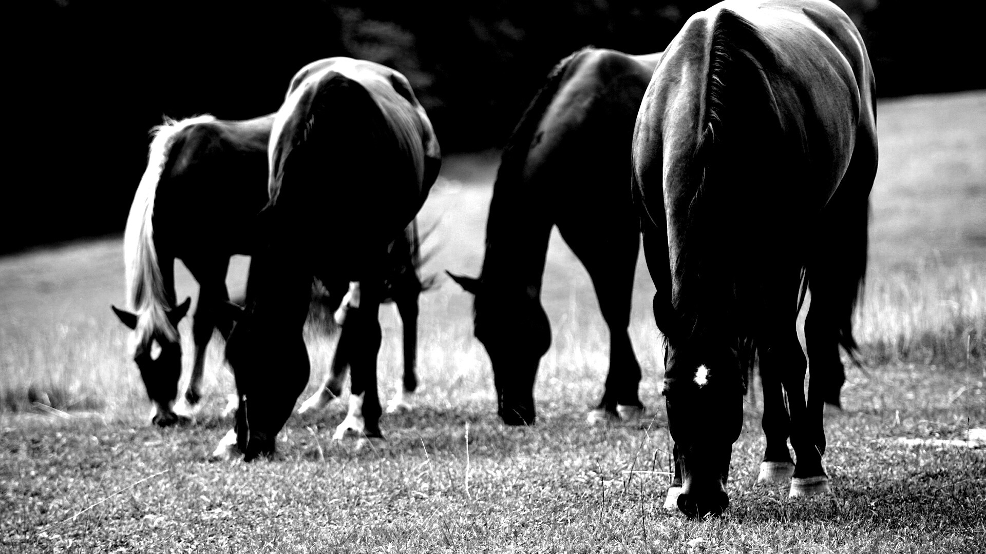 Время пощипать травку обои