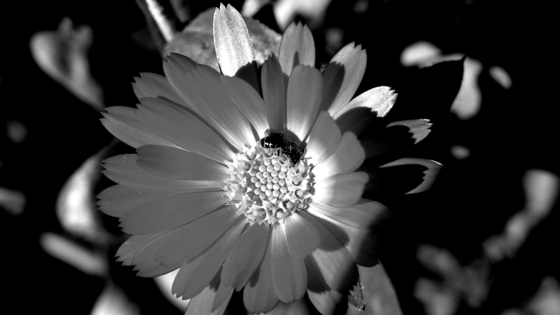 Оса на цветке обои