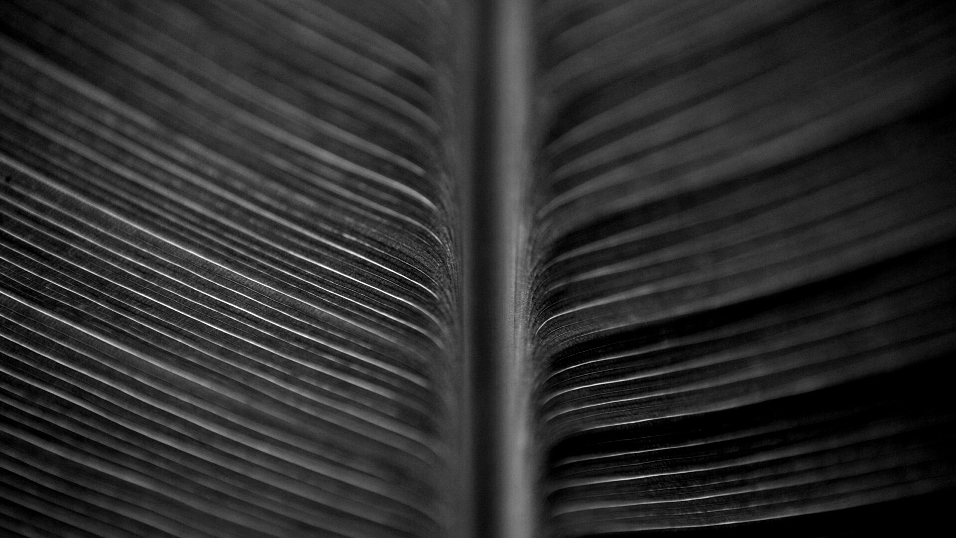 Макро фото листа обои