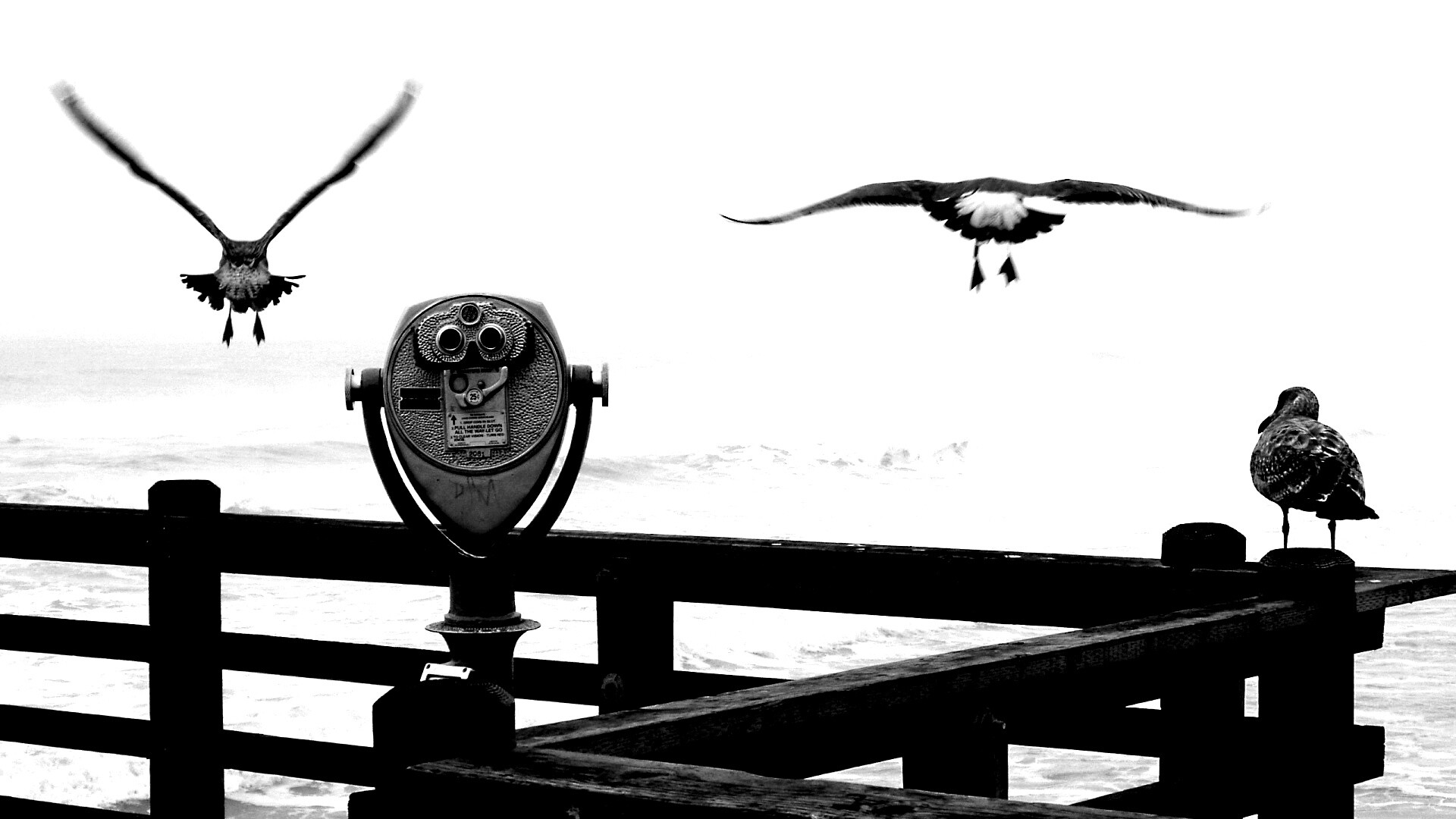 Чайки на перилах пирса обои
