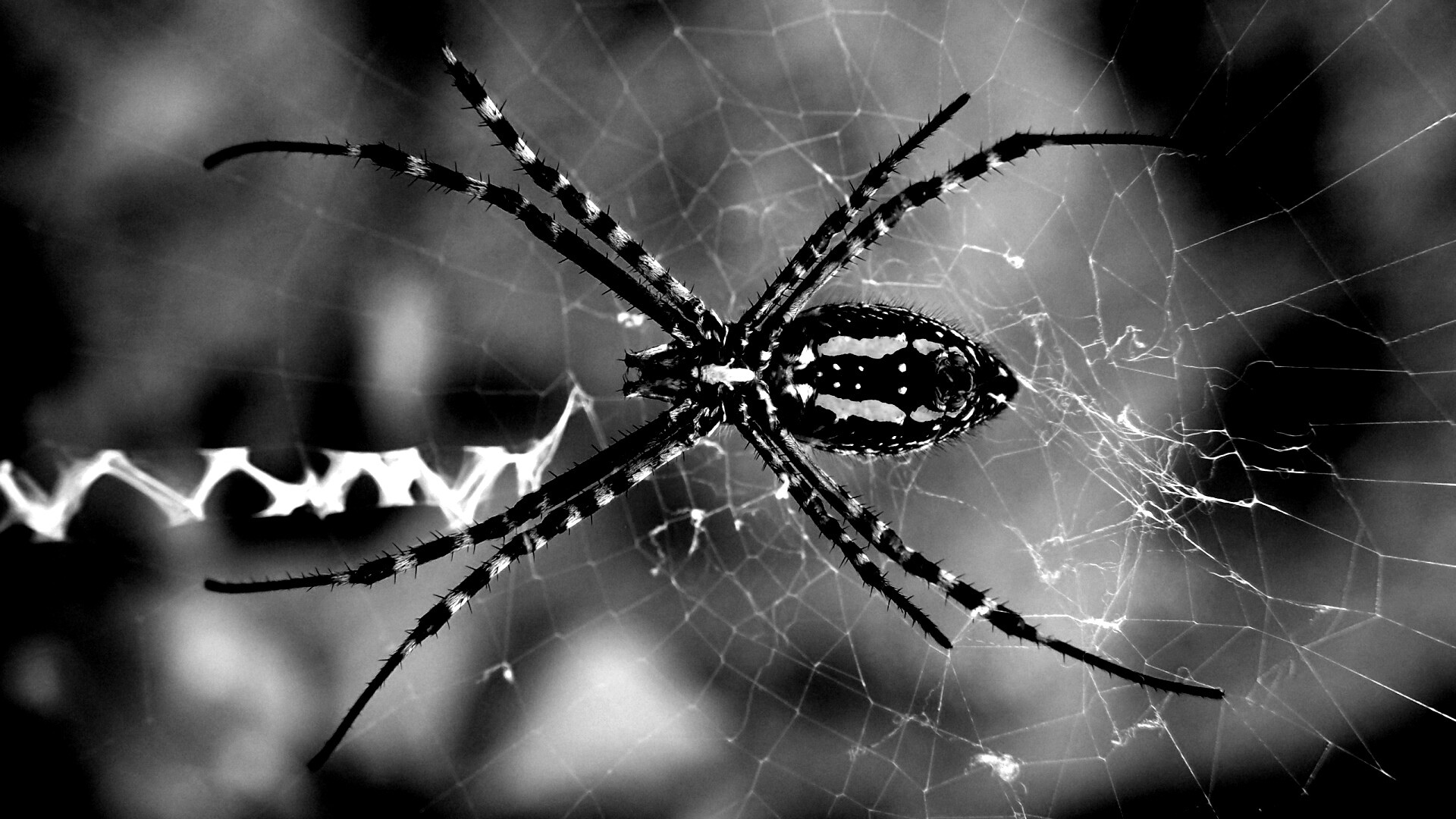 Огромный паук обои