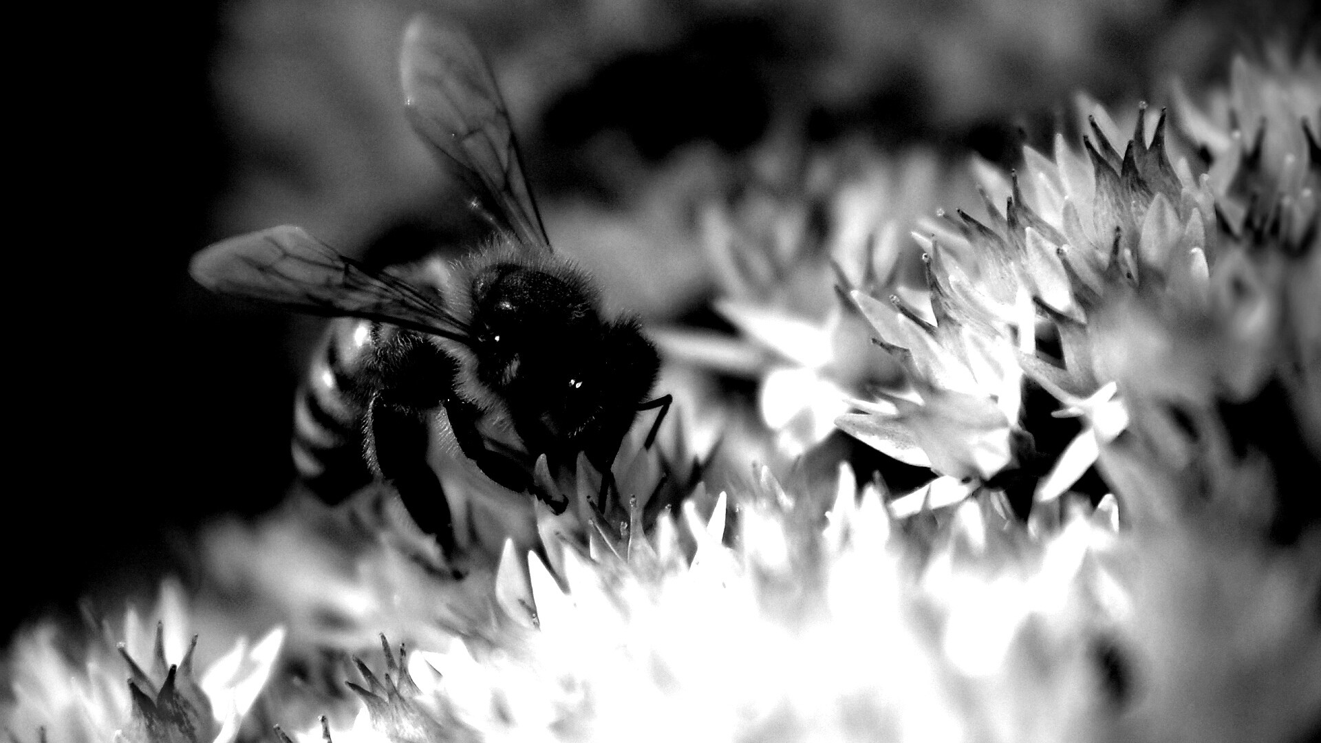 Пчела собирает пыльцу обои