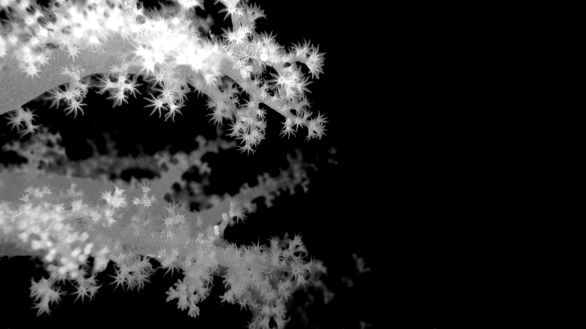 Кораллы обои