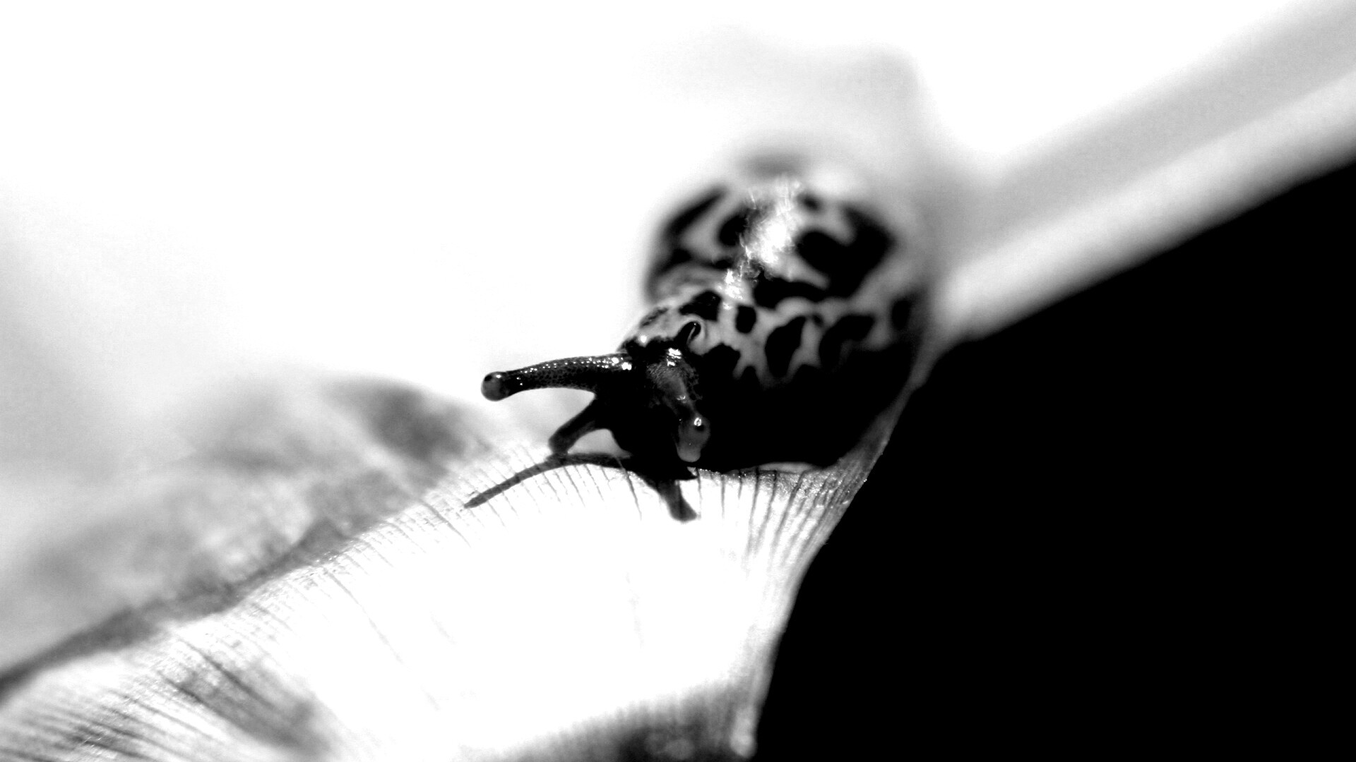 Ползущая улитка обои