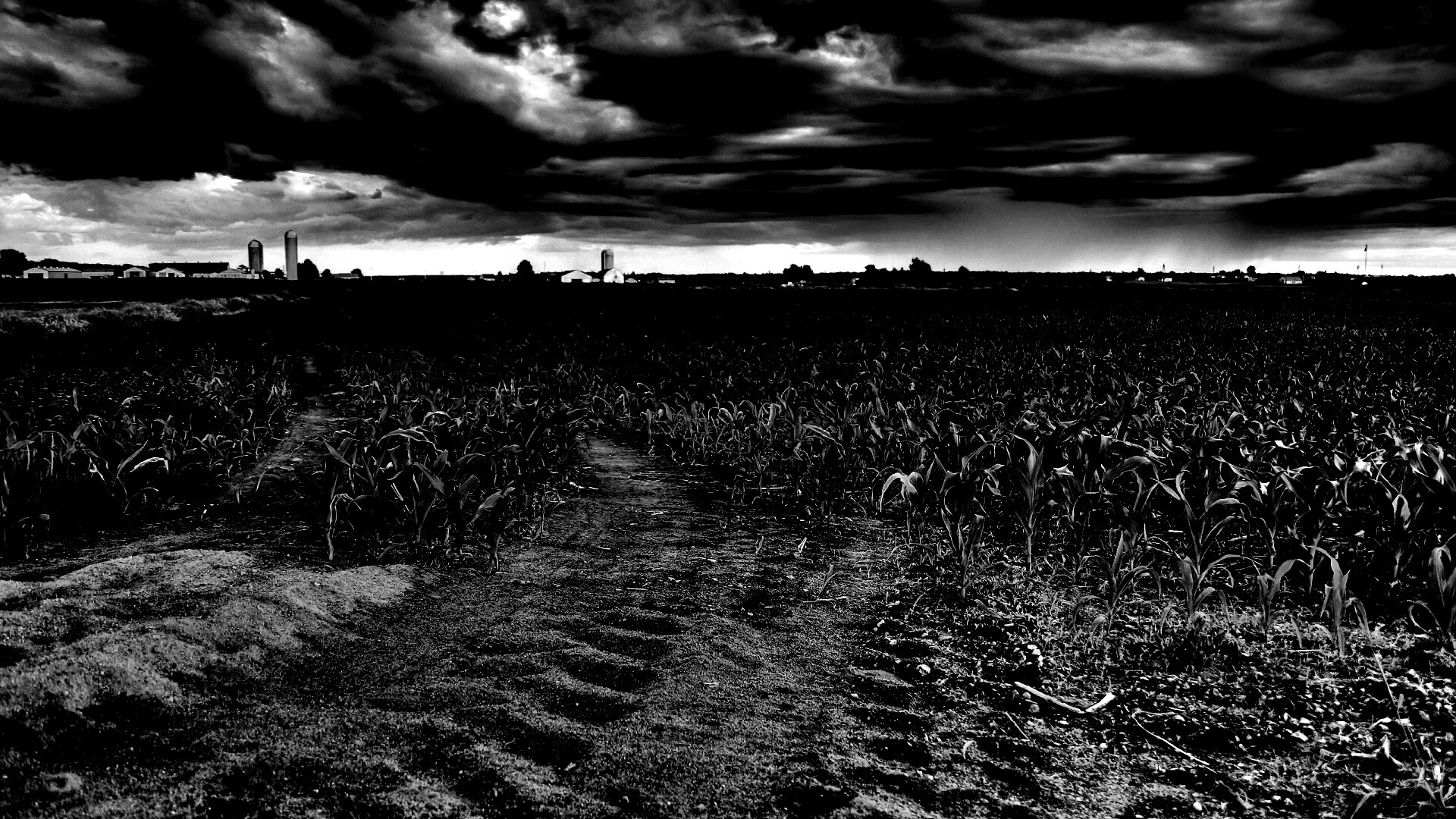 Кукурузное поле у фермы обои