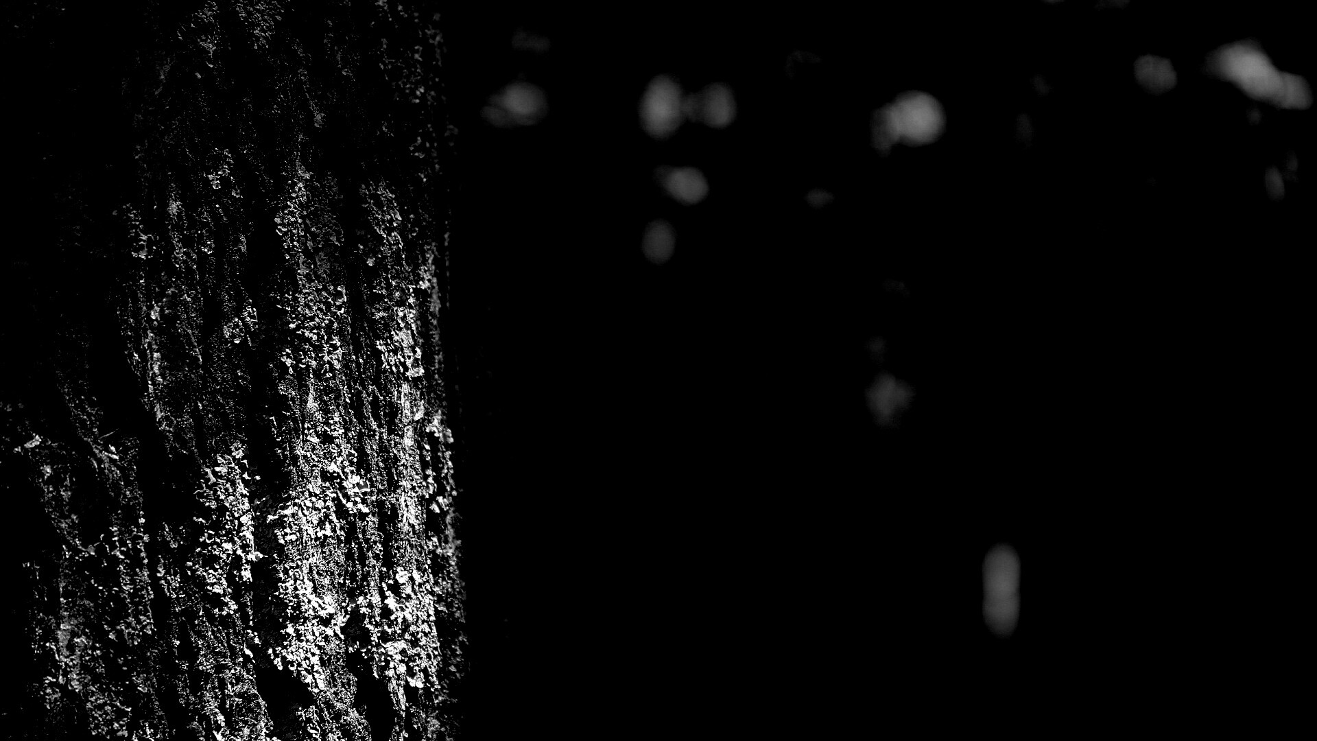 Ствол дерева обои