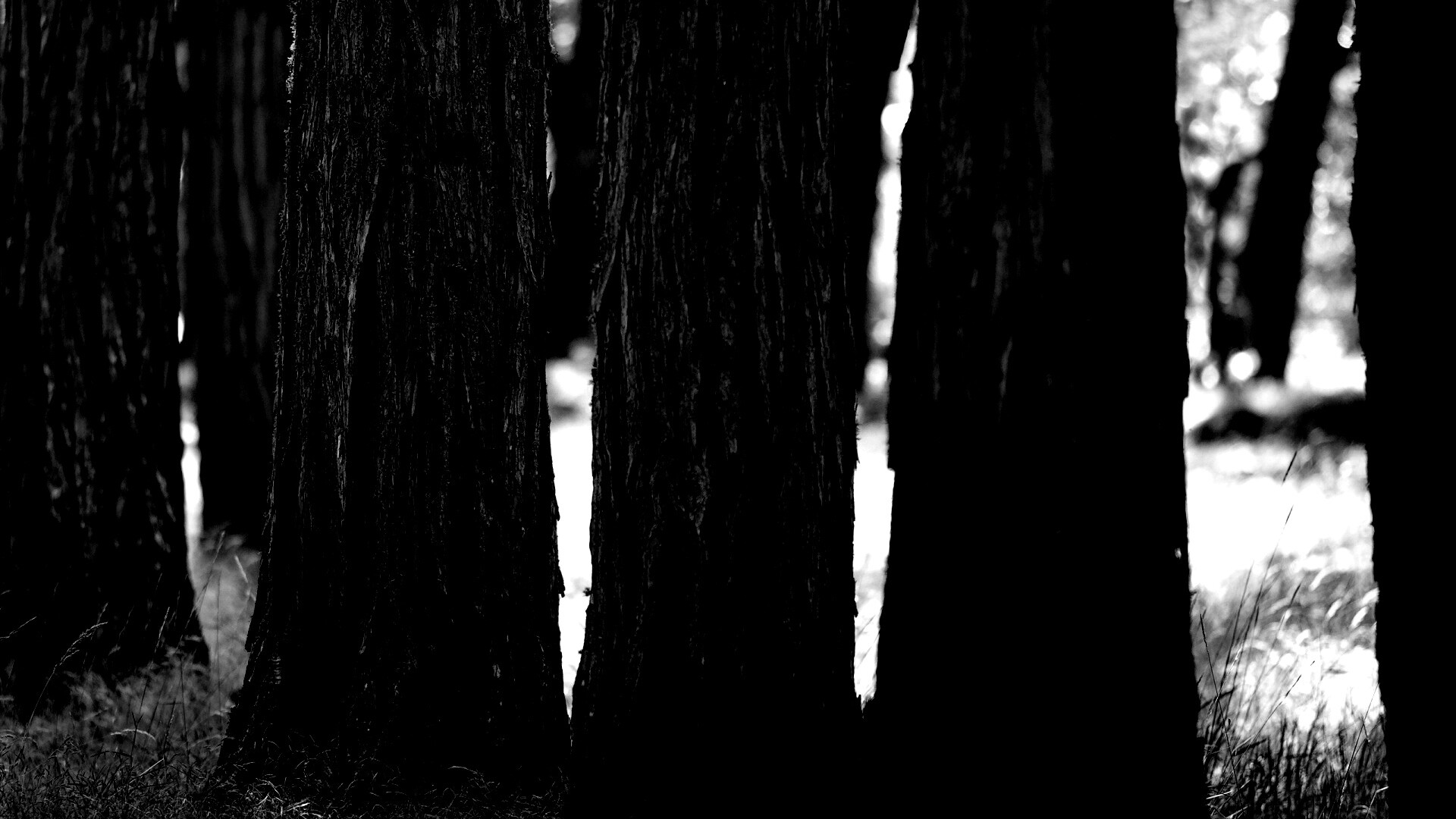 Стволы деревьев  обои