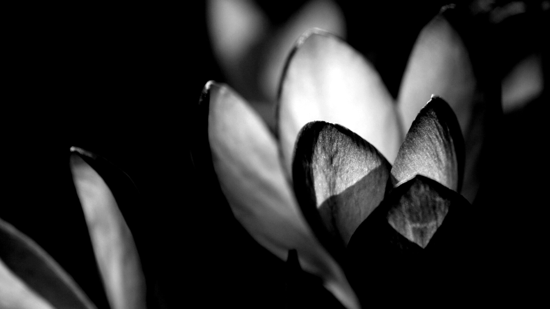 Фиолетовый крокус обои