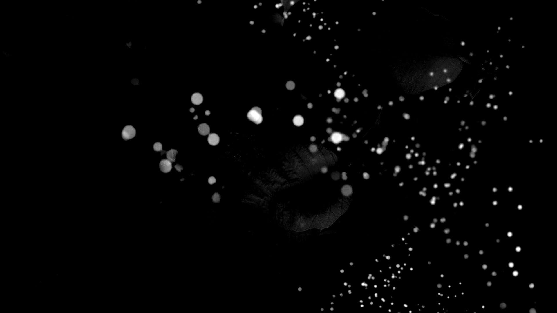 Бархатные лепестки обои