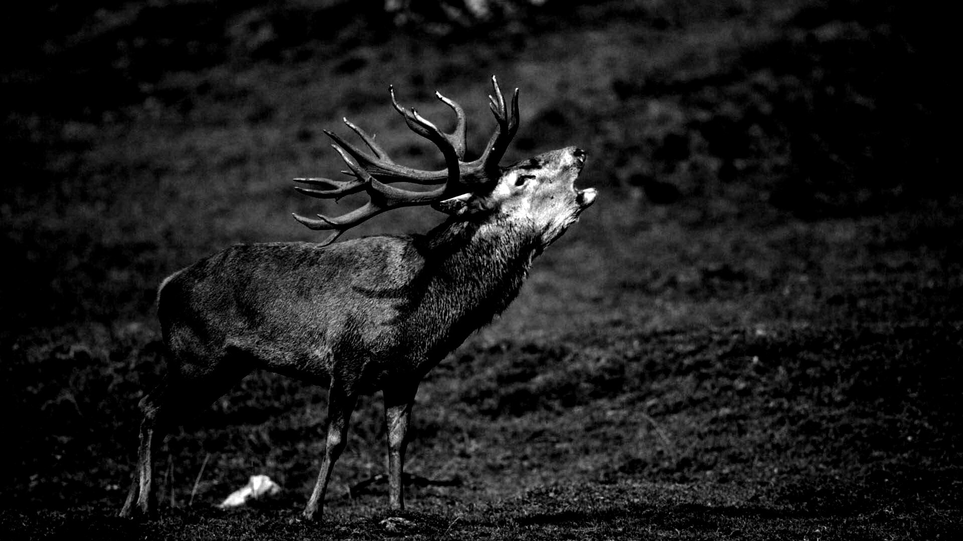 Лось зовёт сородичей обои