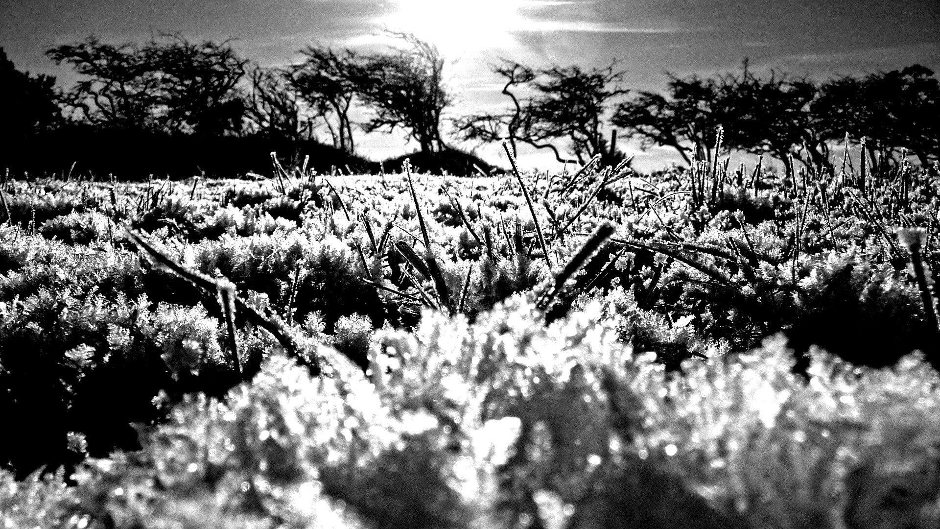 Утренний мороз обои