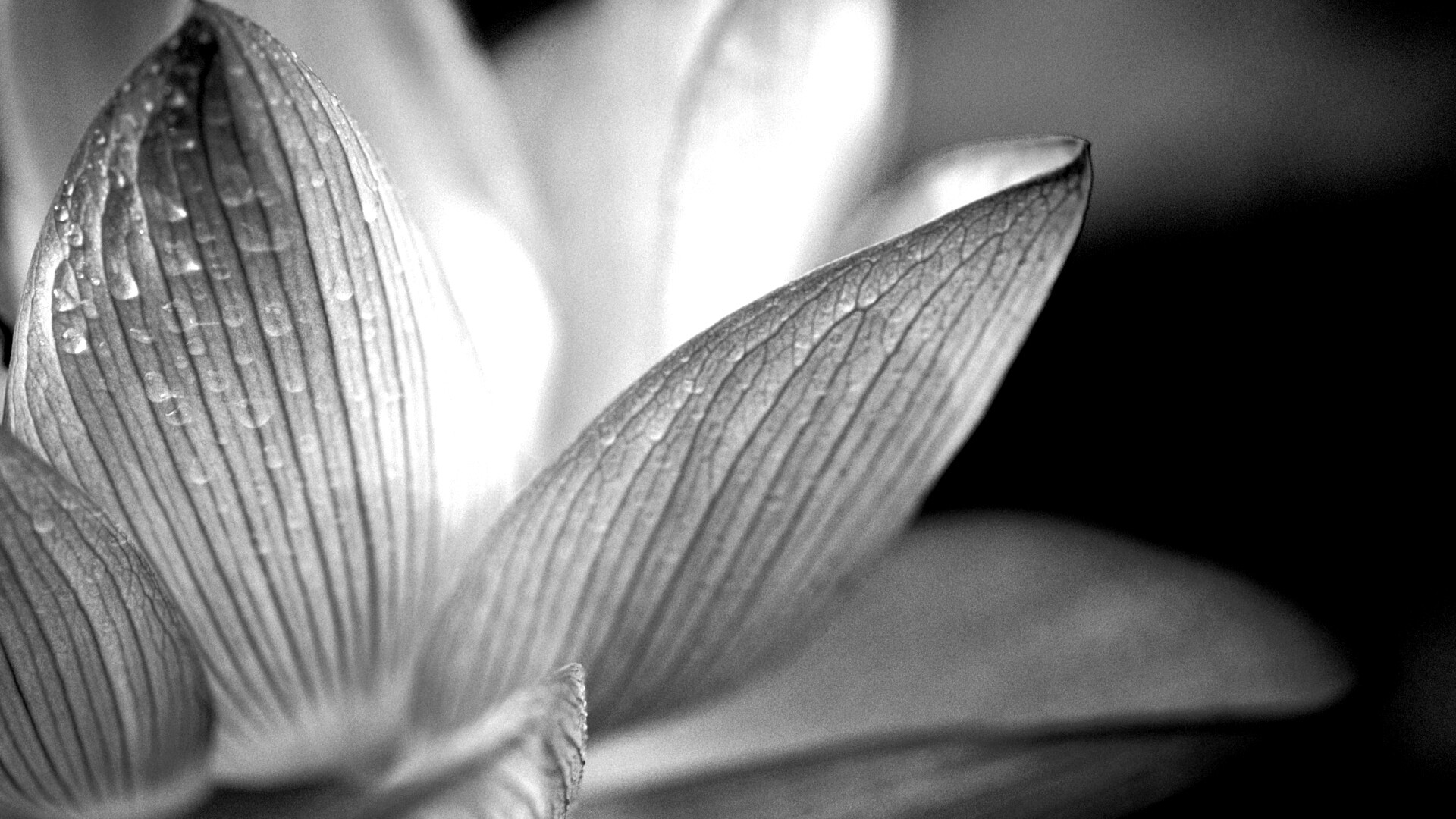 Лепестки цветов обои