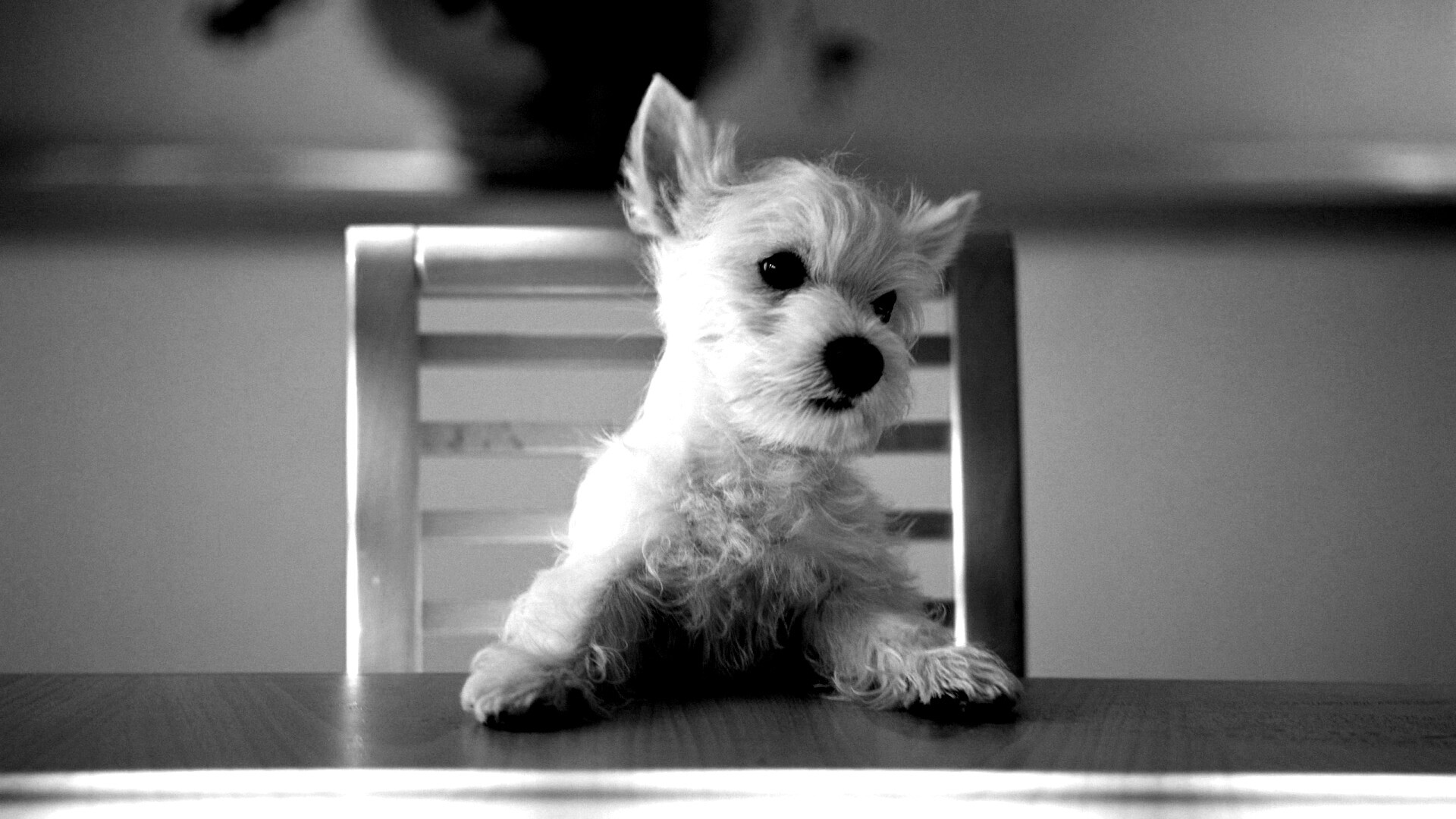 Щенок на стуле обои