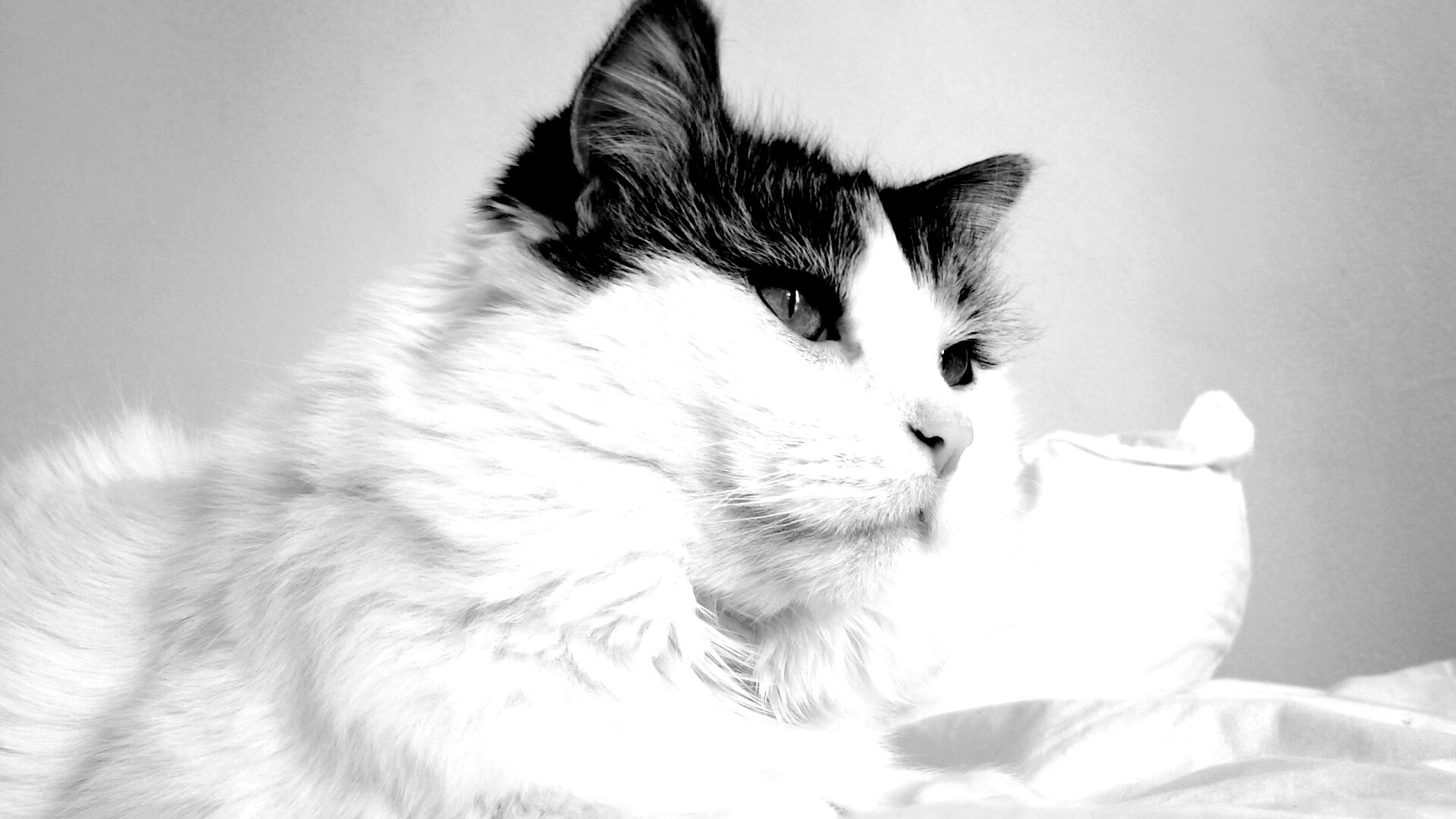 Белый кот с серой макушкой обои