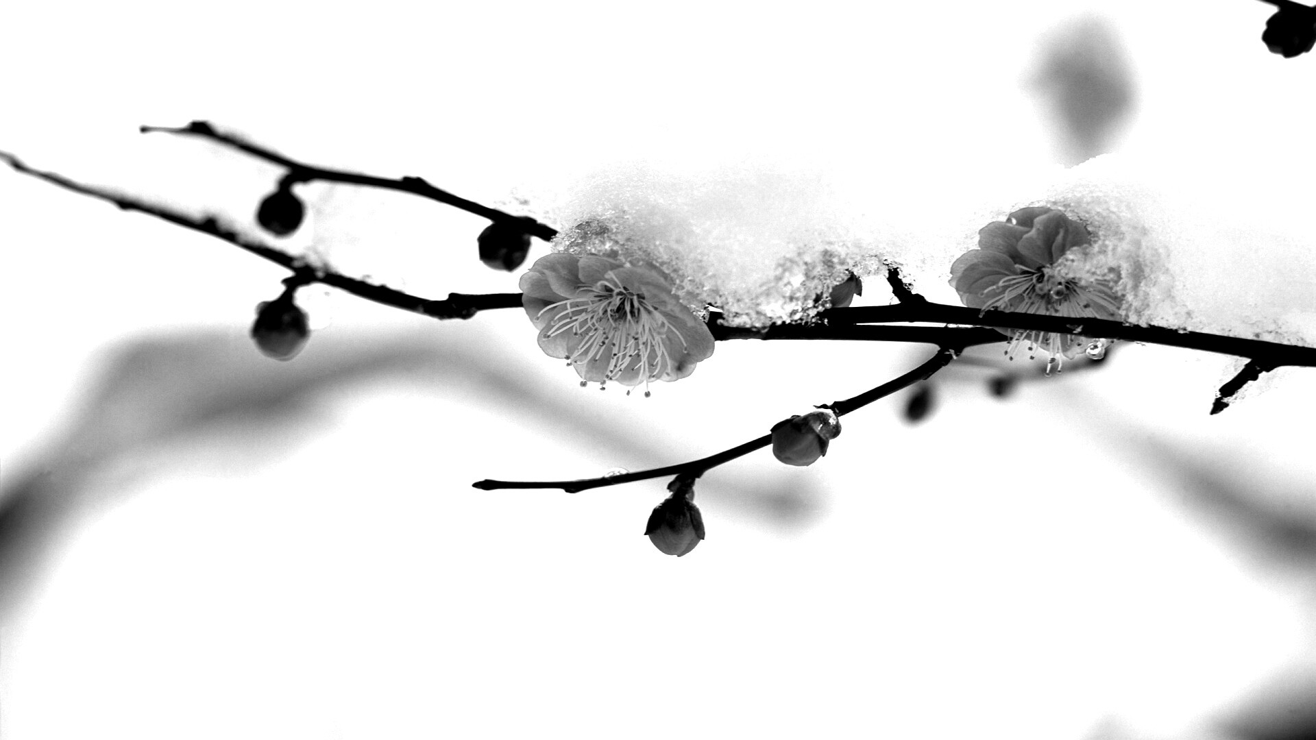 Цветы под снегом обои