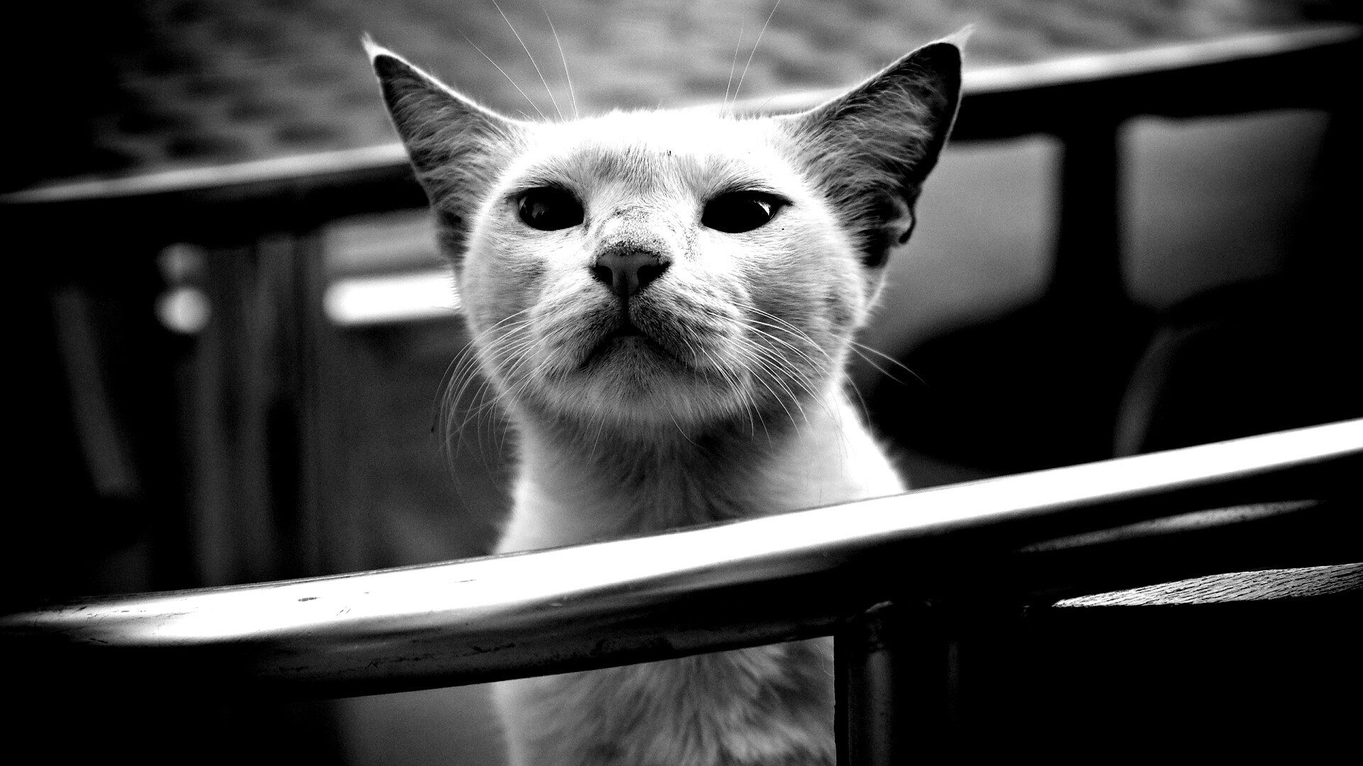 Настороженно принюхивающийся кот обои