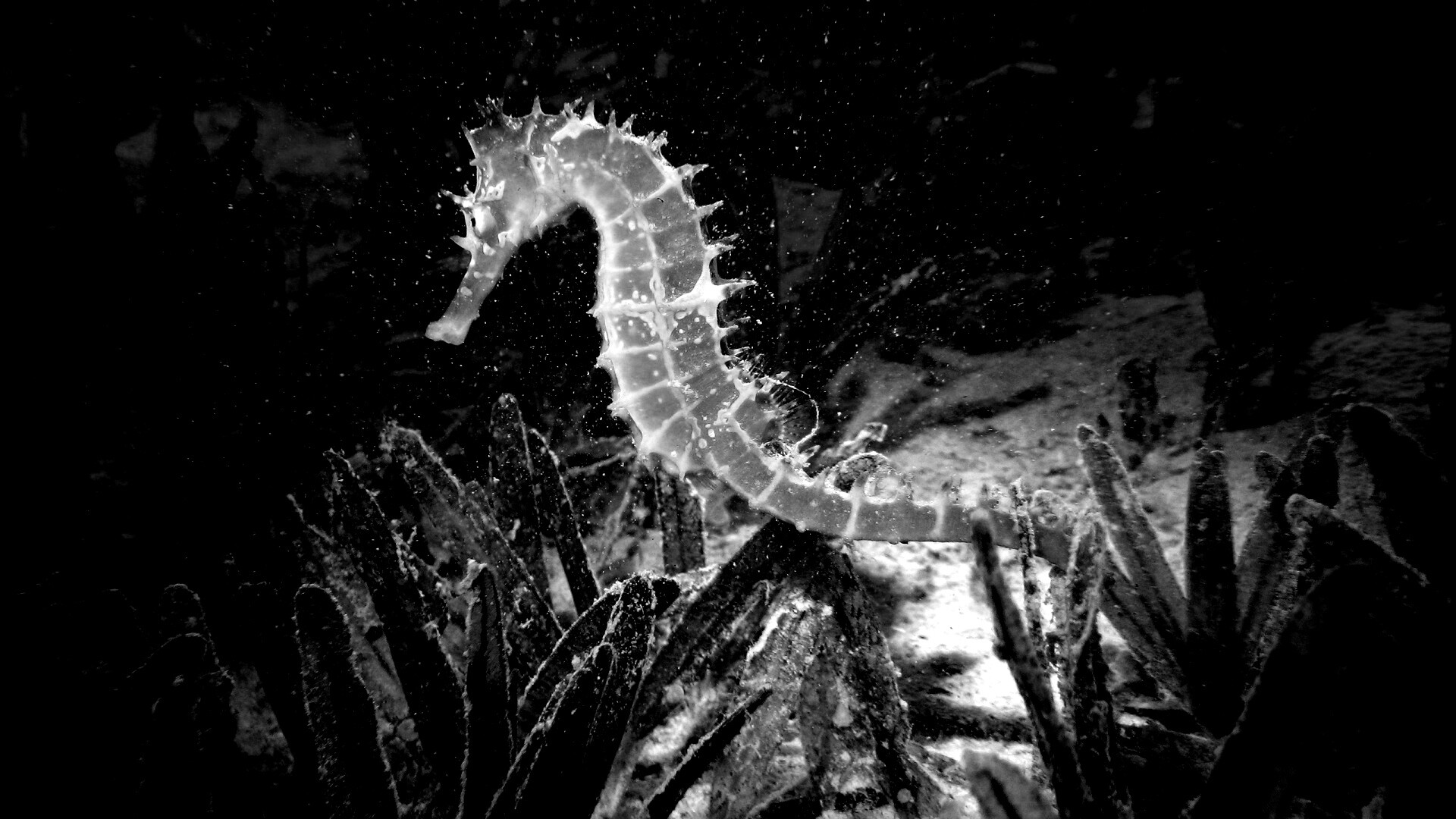 Морской конек обои