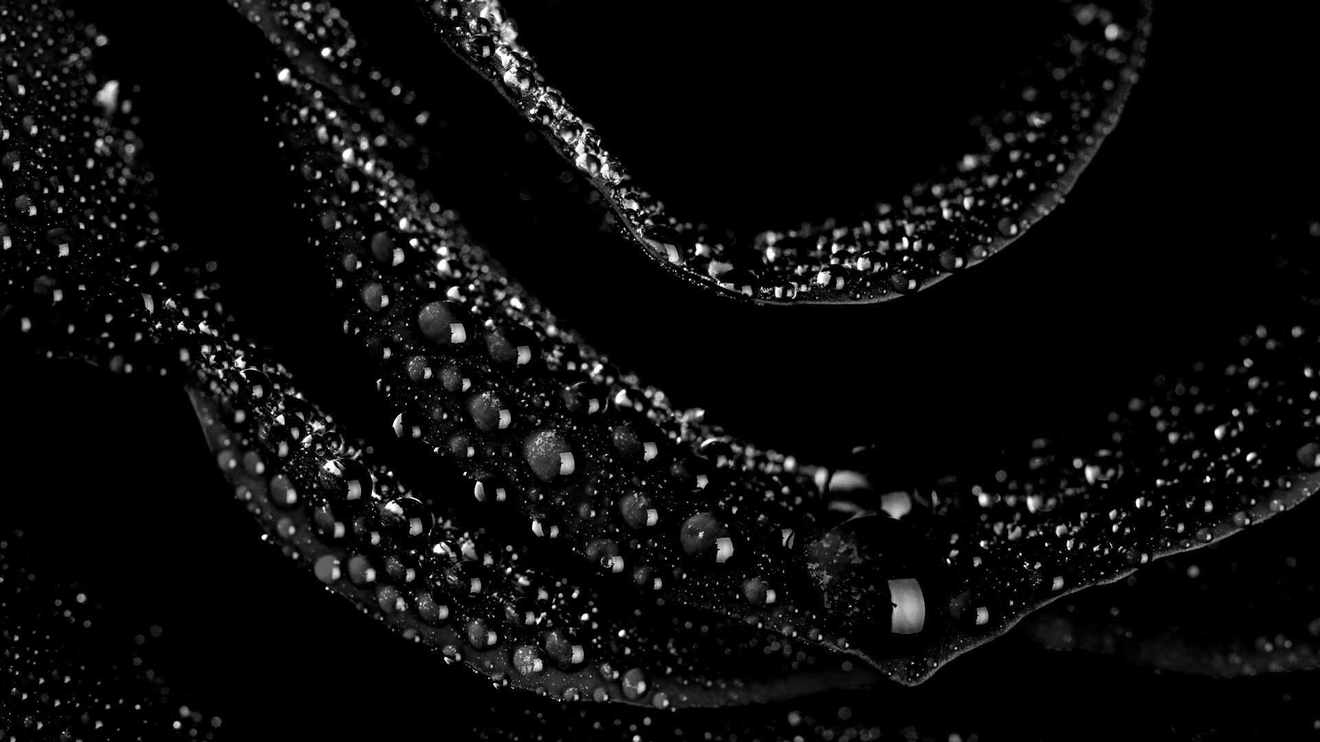 Роза в каплях обои