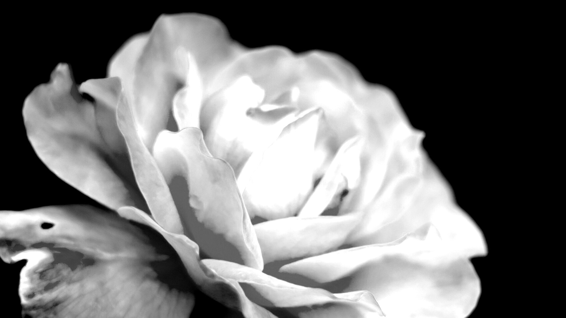 Картинка с нежным розовым цветком обои