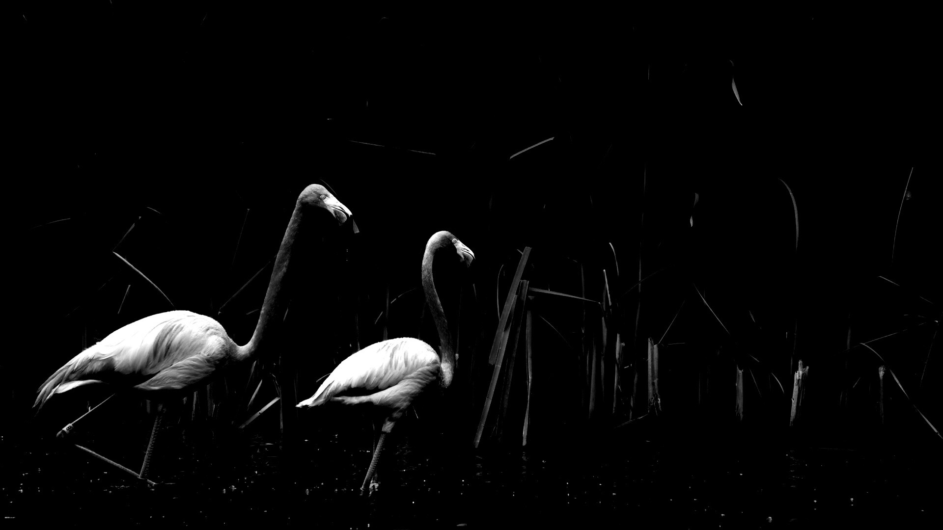 Красивые розовые фламинго на озере обои