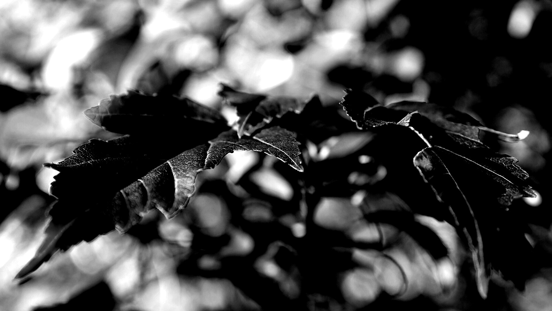 Красивые осенние листья в баговых цветах обои