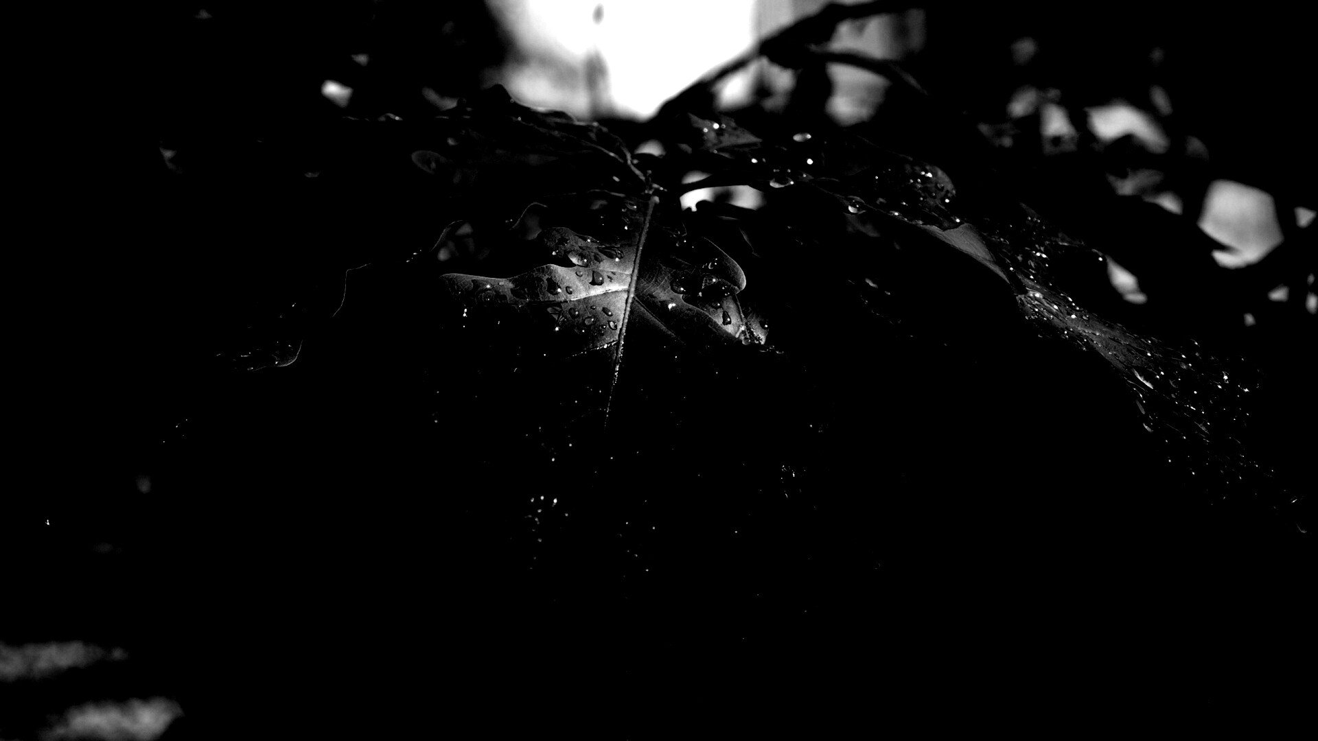 Сочные листья дуба обои