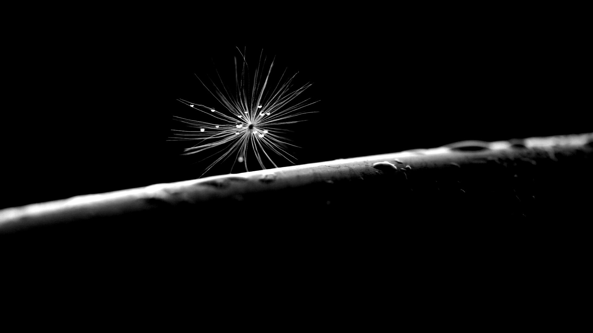 Прилипшая пушинка обои