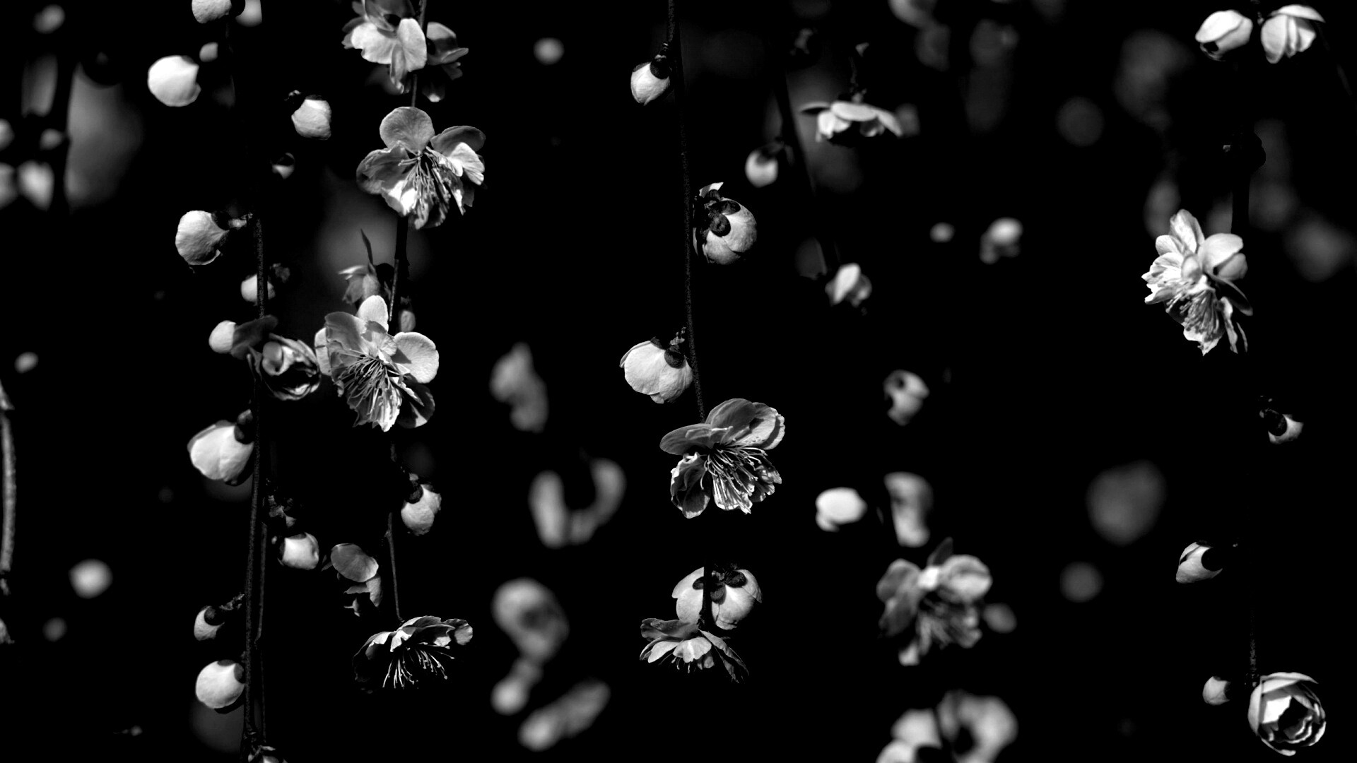 Веточки цветущего дерева обои