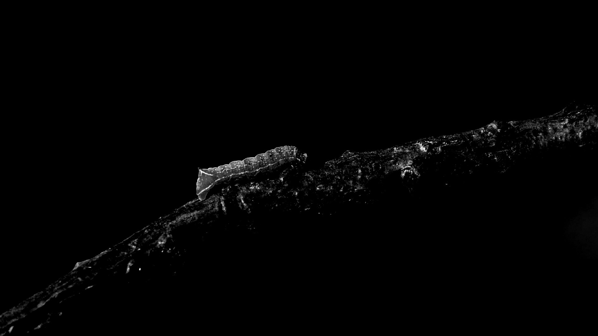 Гусеница на ветке обои