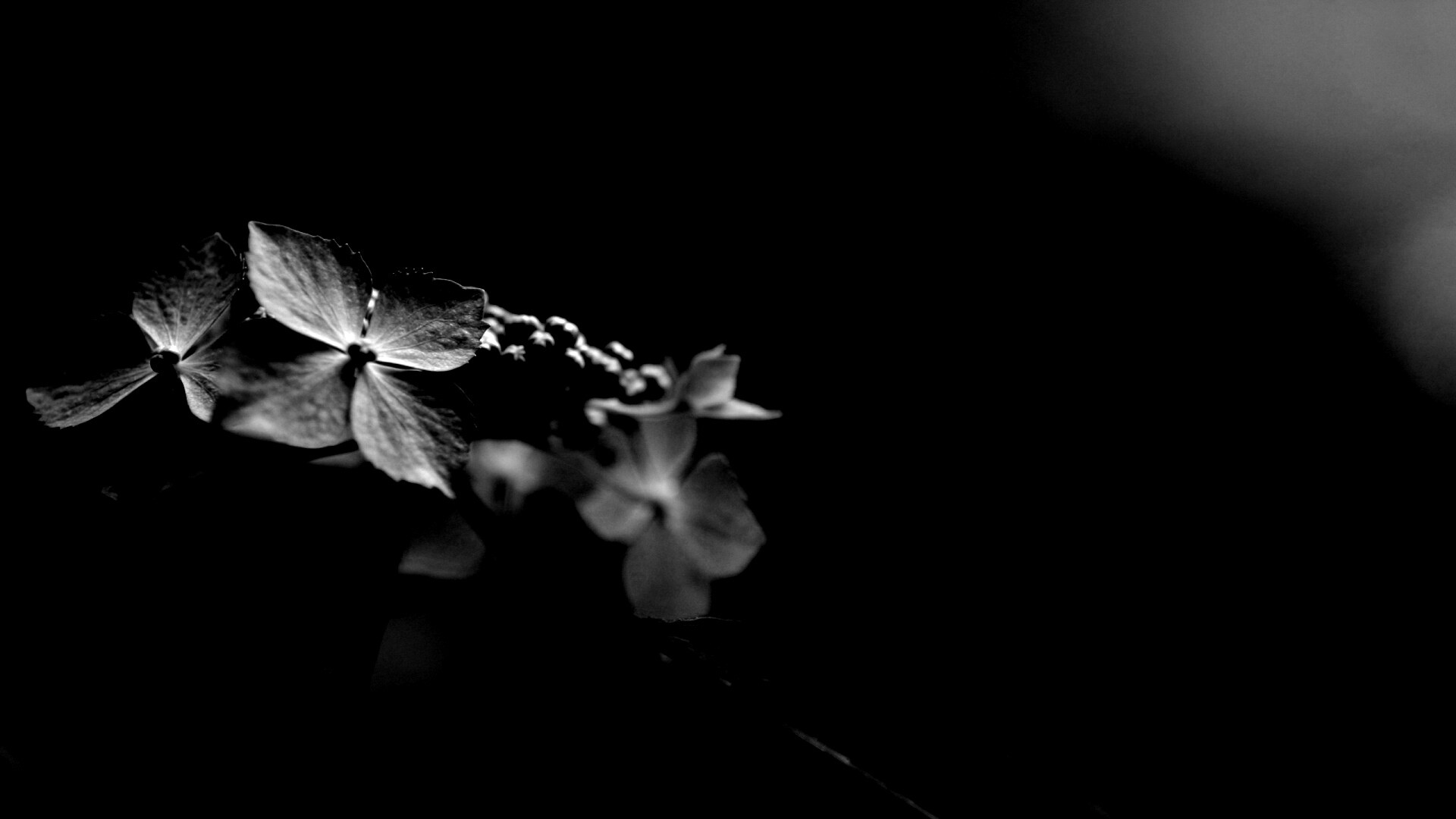 Нежно-синие цветы обои