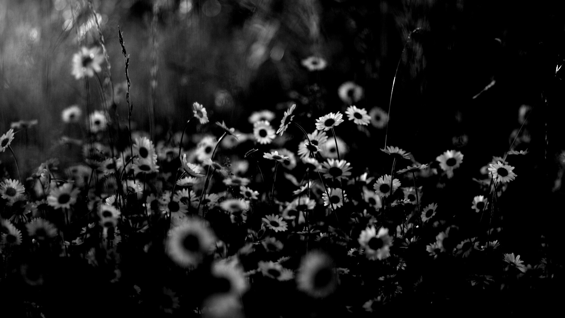 Поле ромашек обои